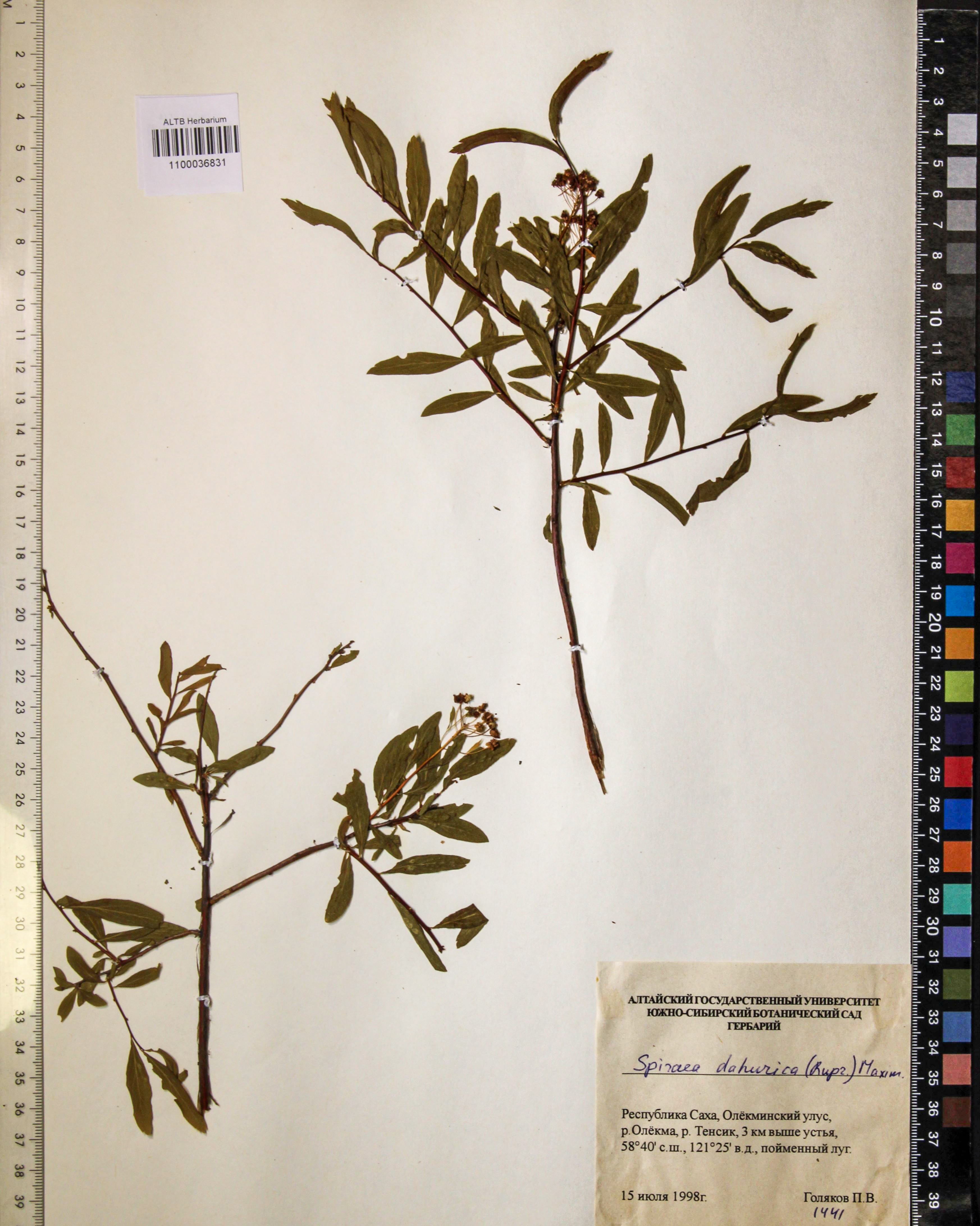 Spiraea dahurica (Rupr.) Maxim.