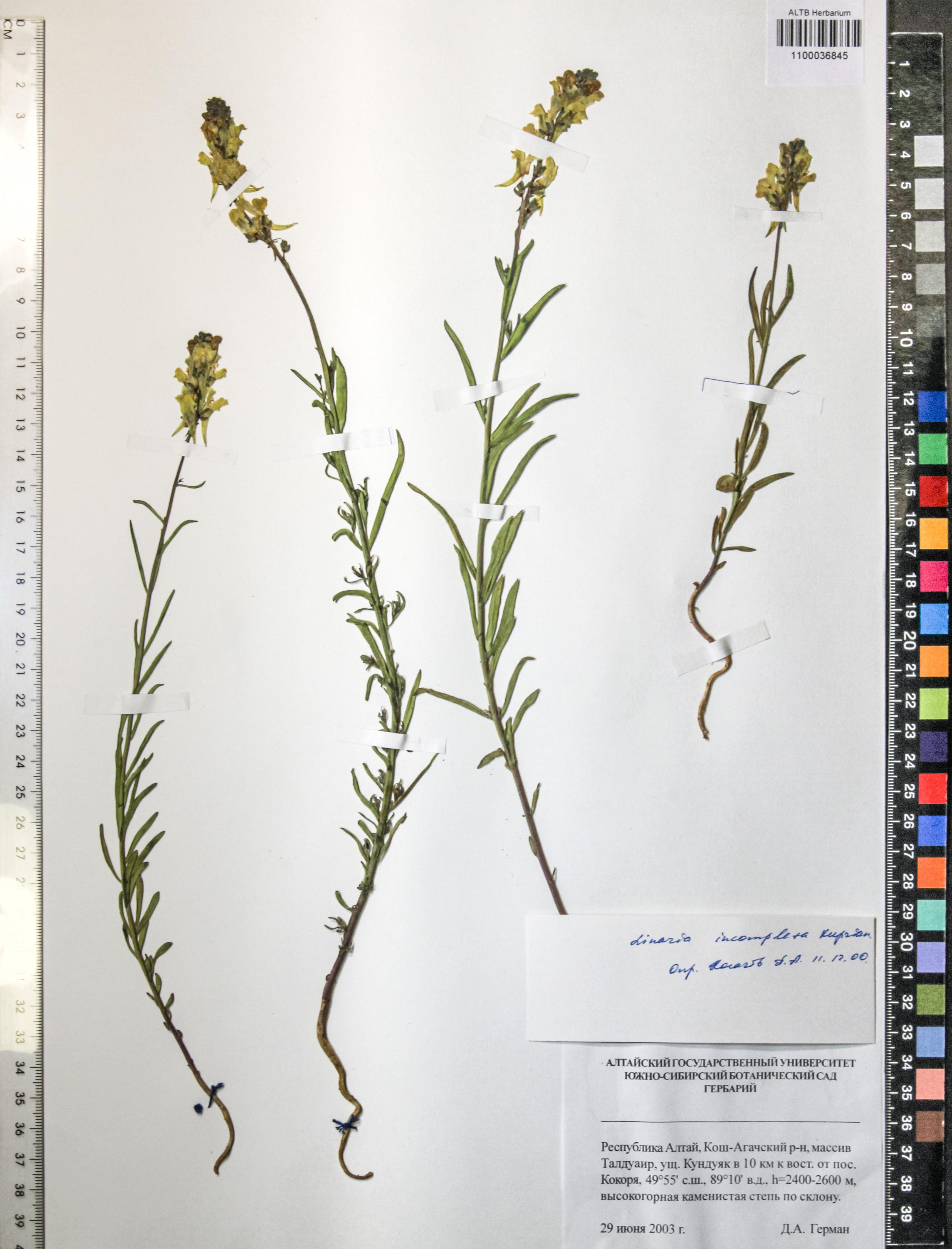 Linaria incompleta Kuprian.