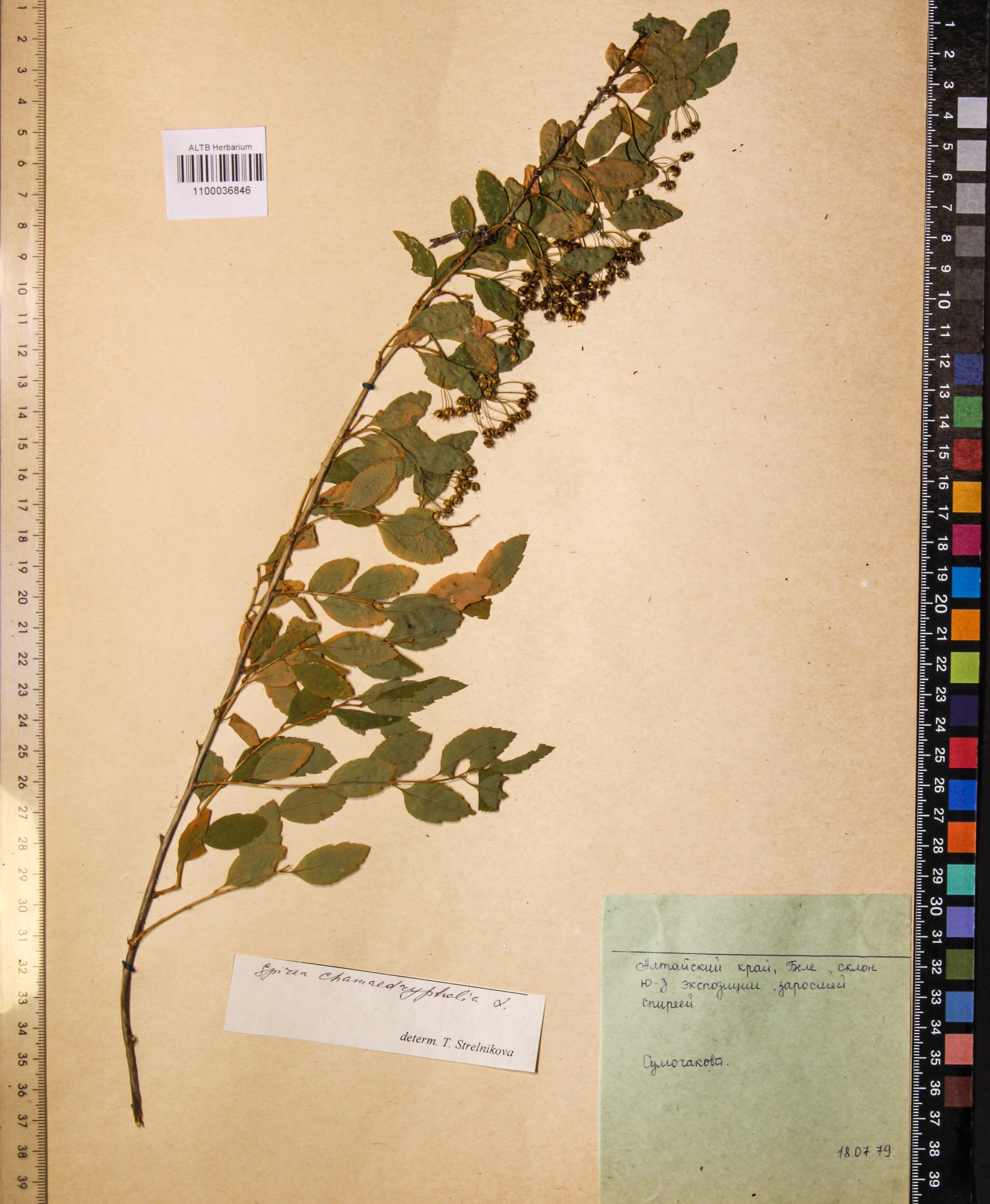Spiraea chamaedryfolia L.