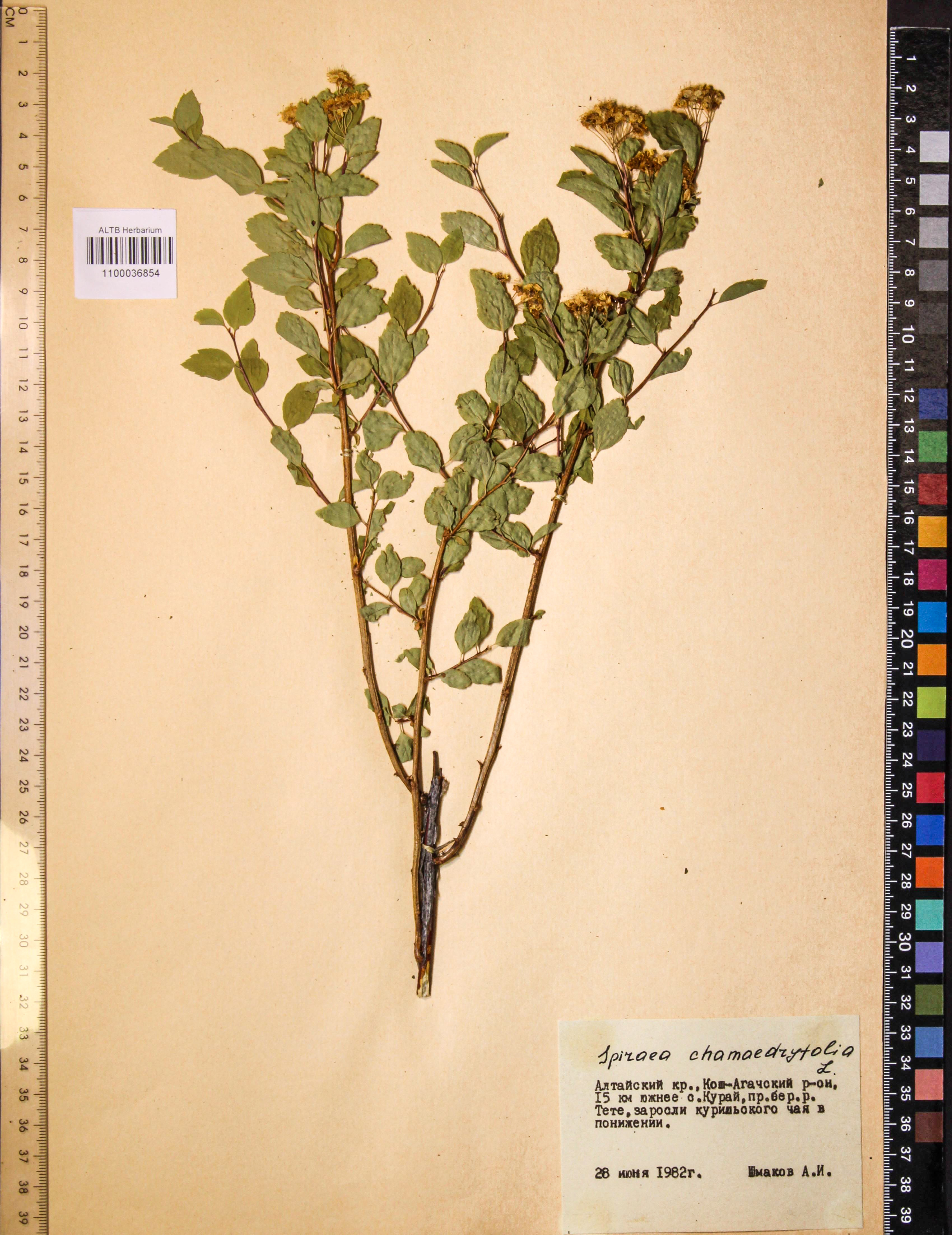 Spiraea chamaedryfolia L.