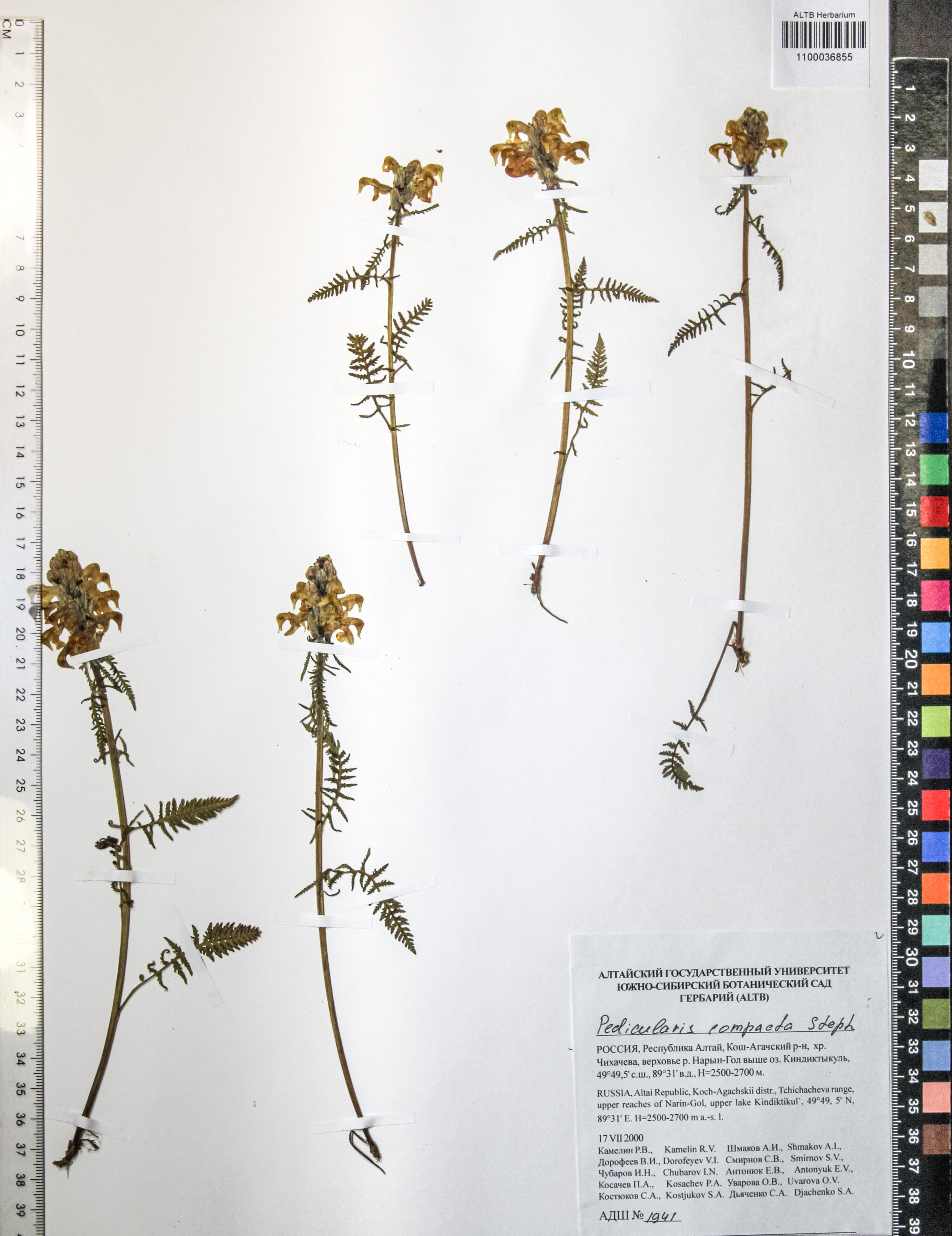 Pedicularis compacta Steph.