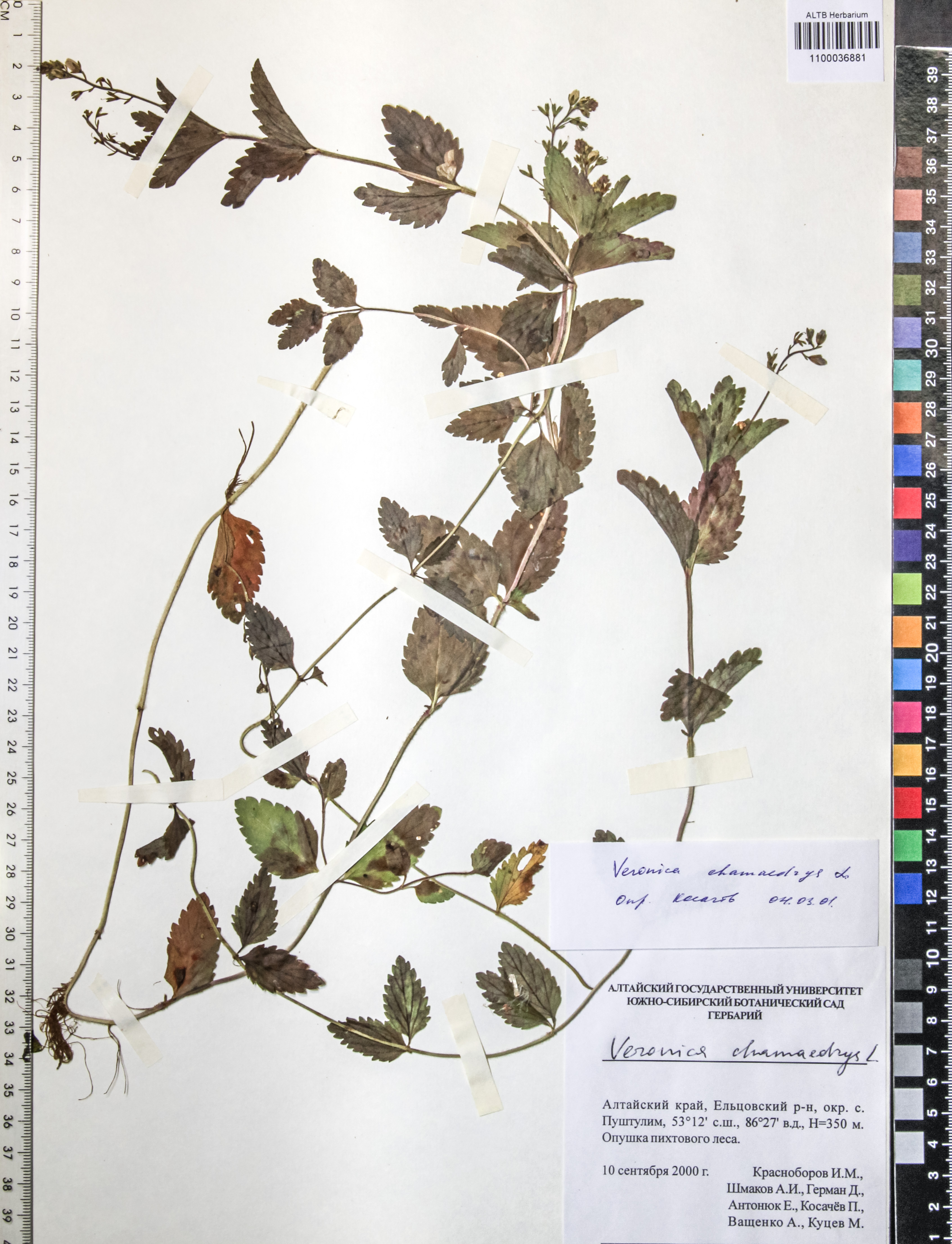 Veronica chamaedrys L.