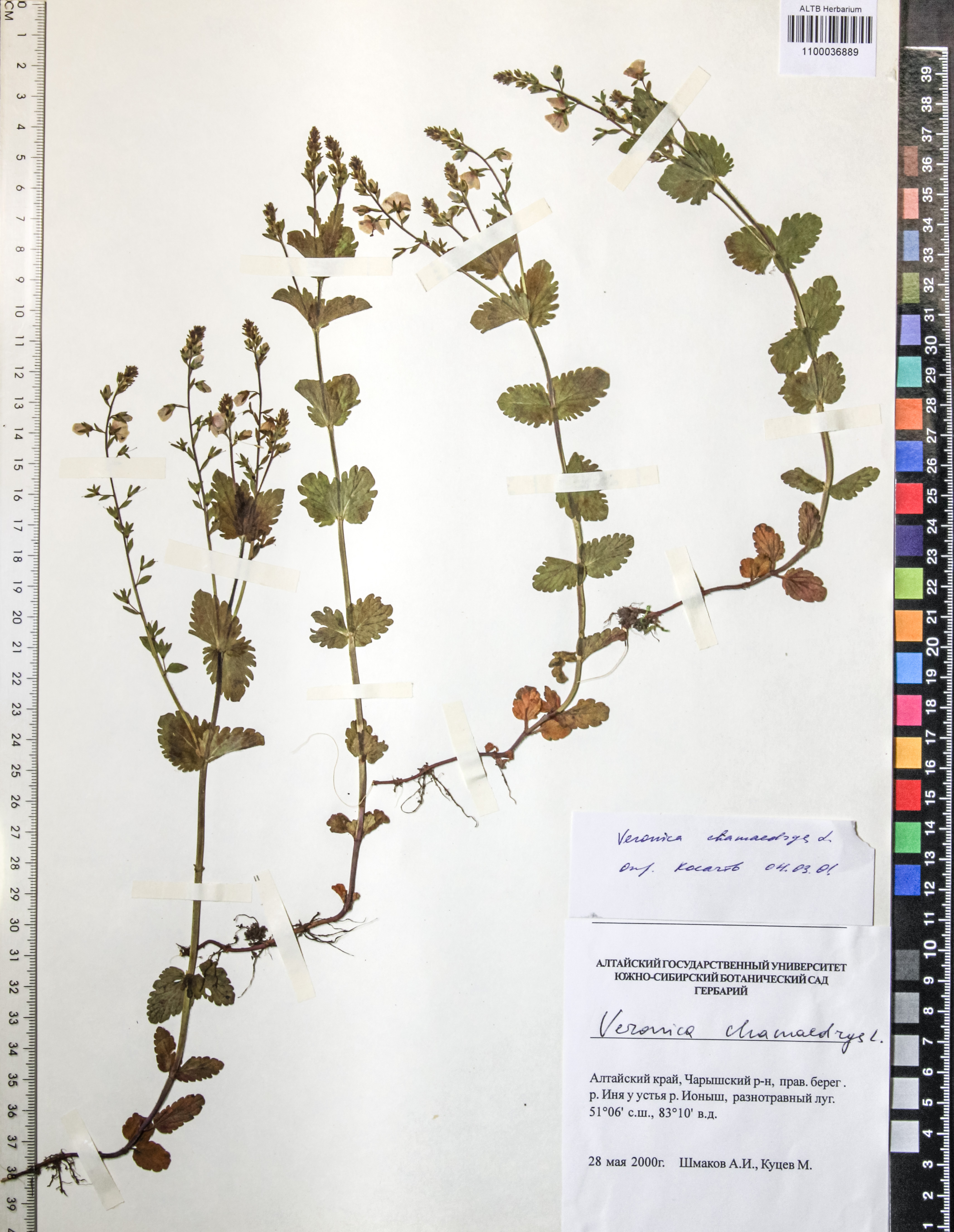 Veronica chamaedrys L.