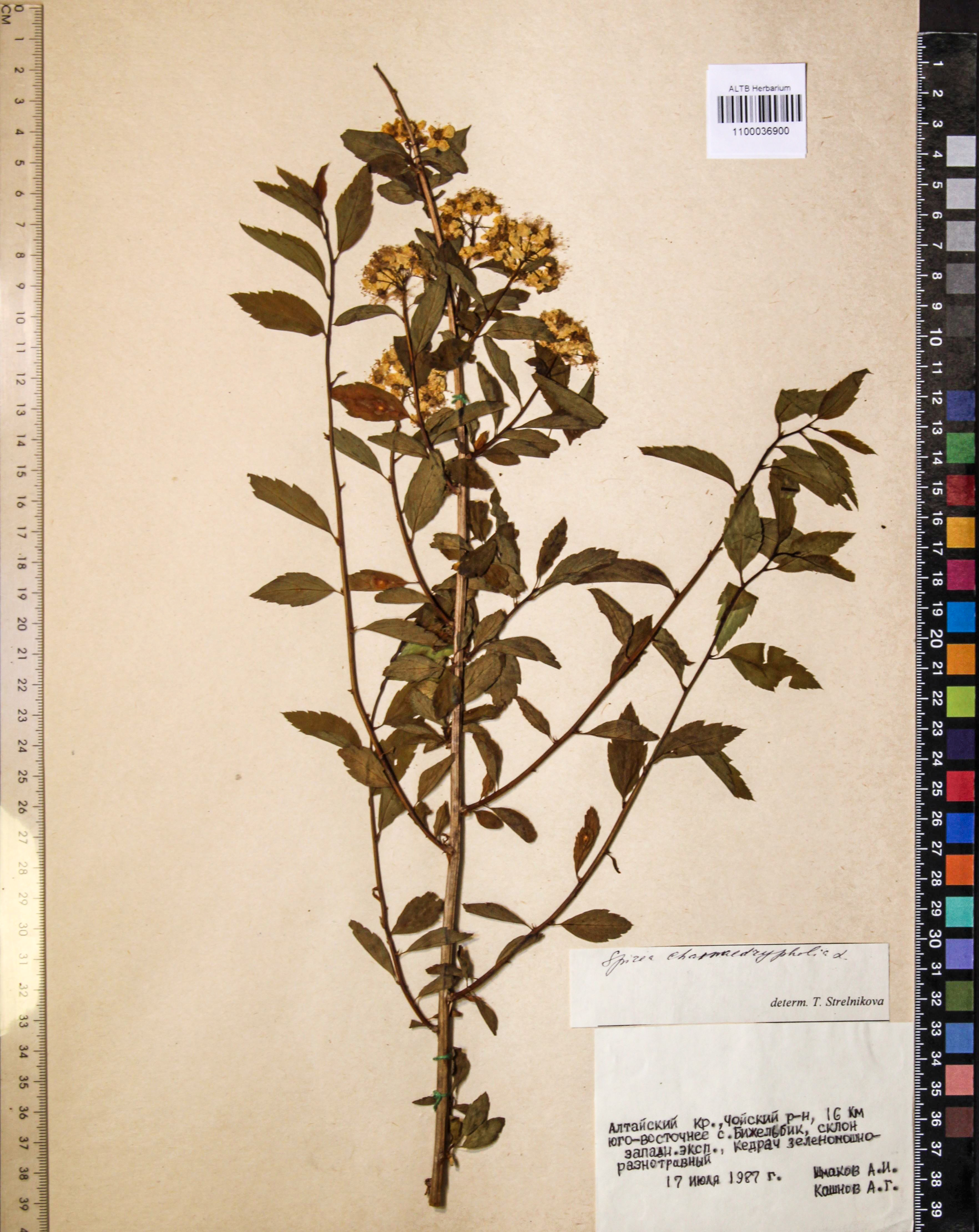 Spiraea chamaedryfolia L.