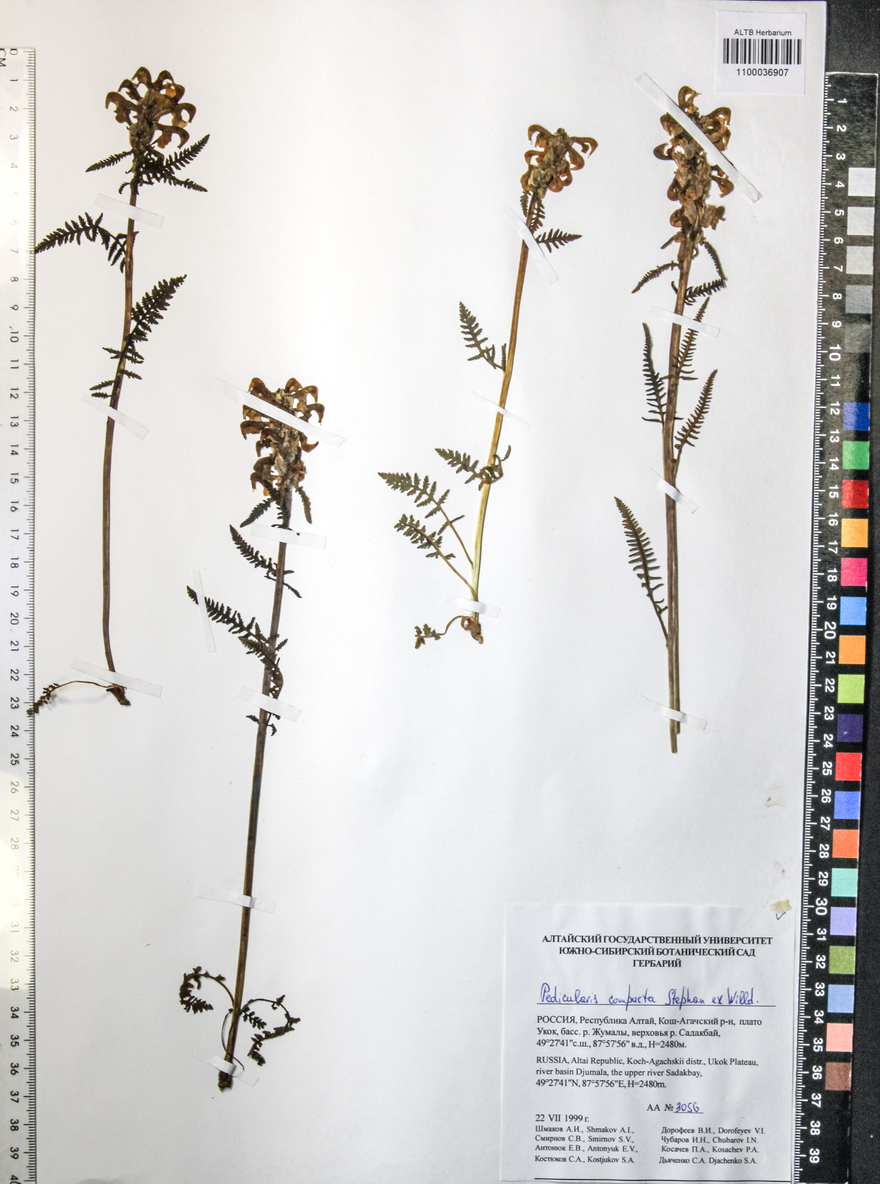Pedicularis compacta Steph.
