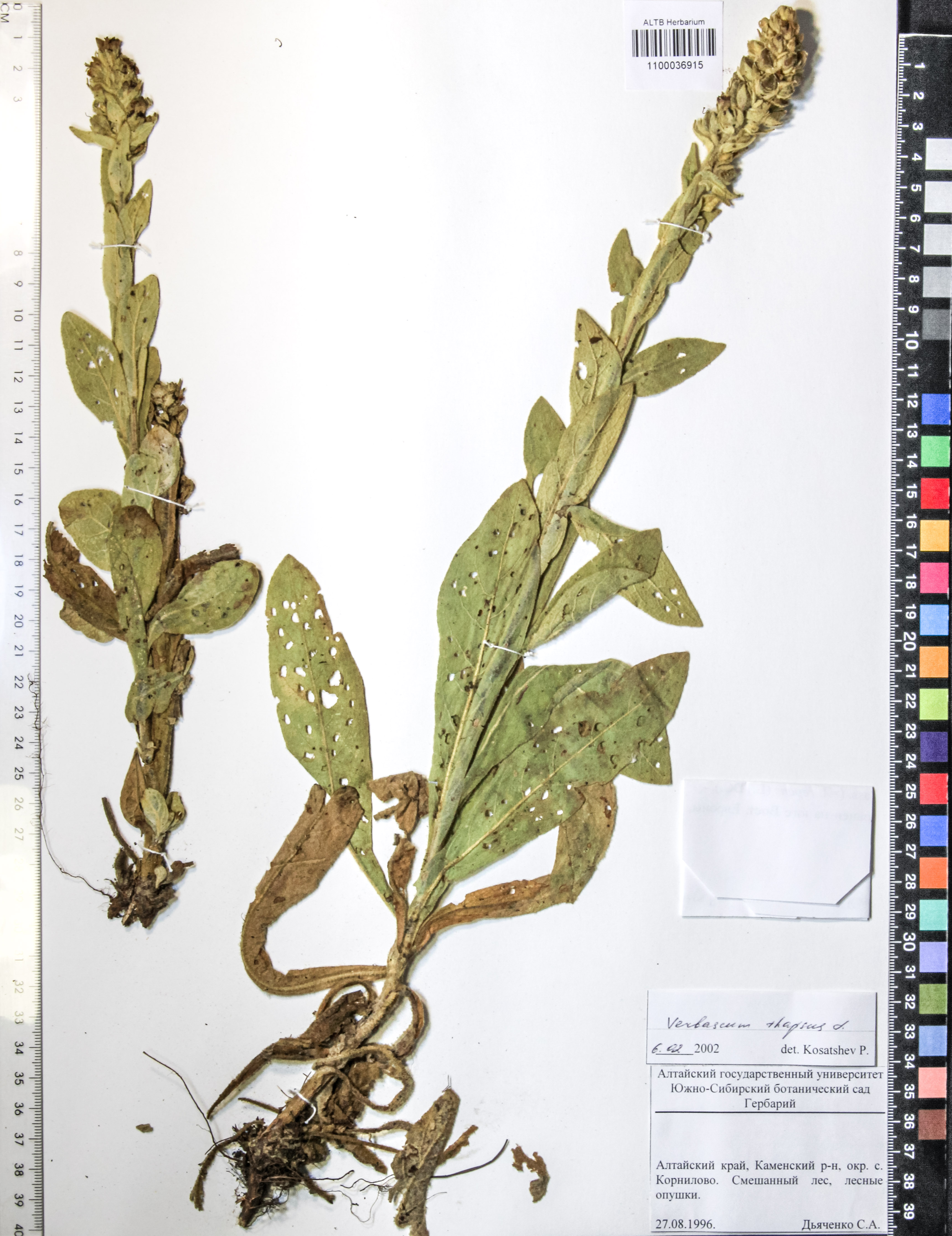 Verbascum thapsus L.