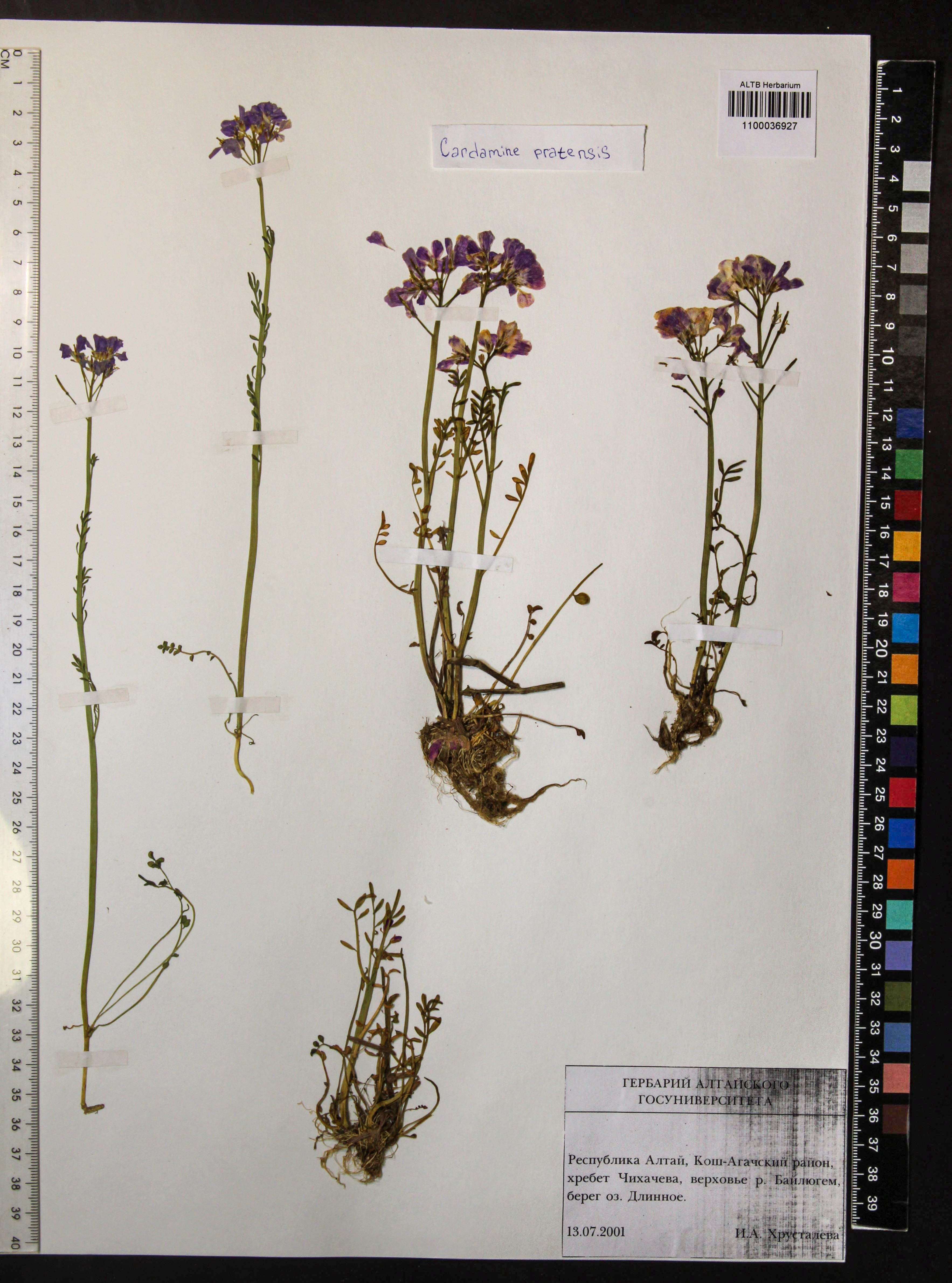 Cardamine pratensis L.