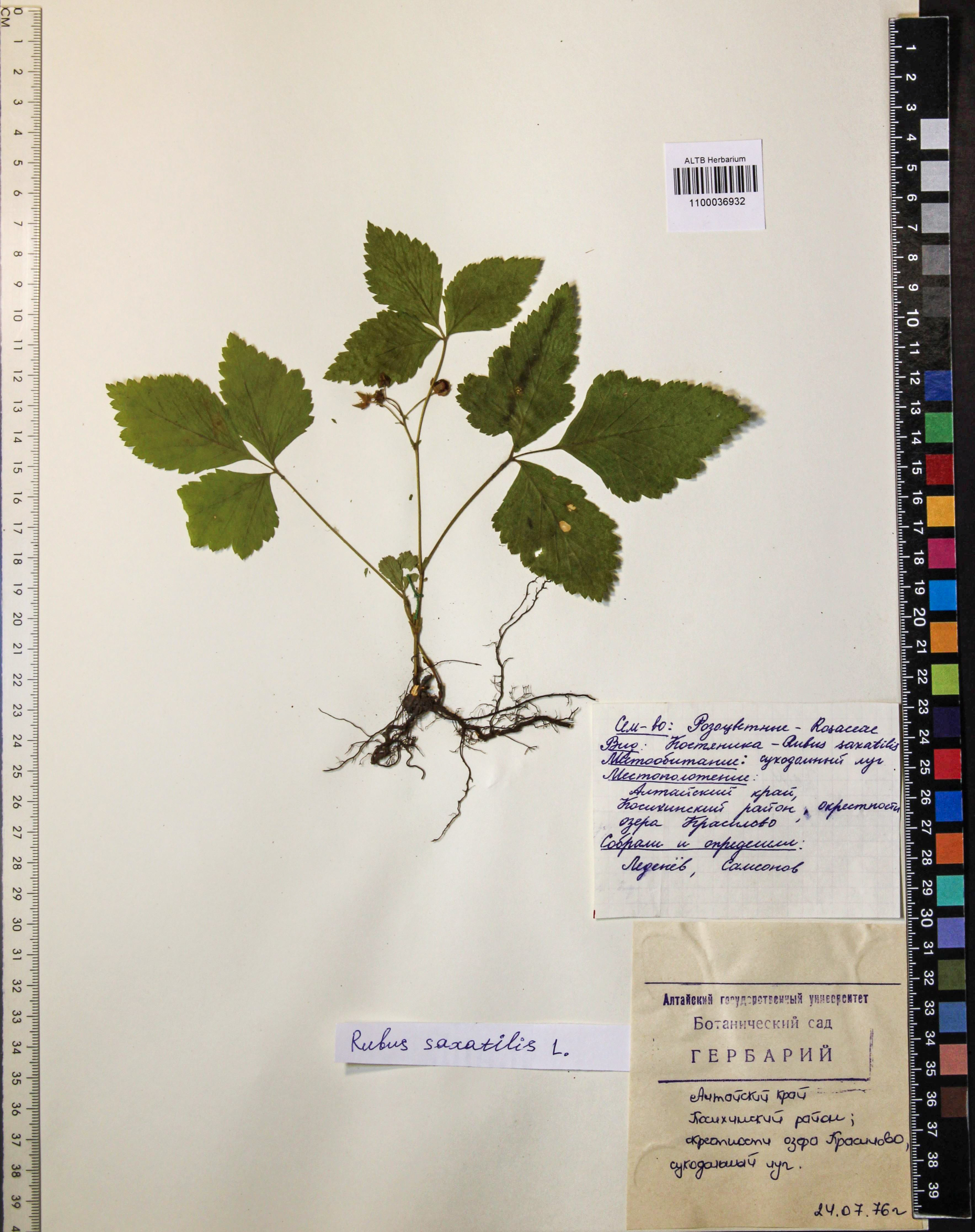 Rubus saxatilis L.