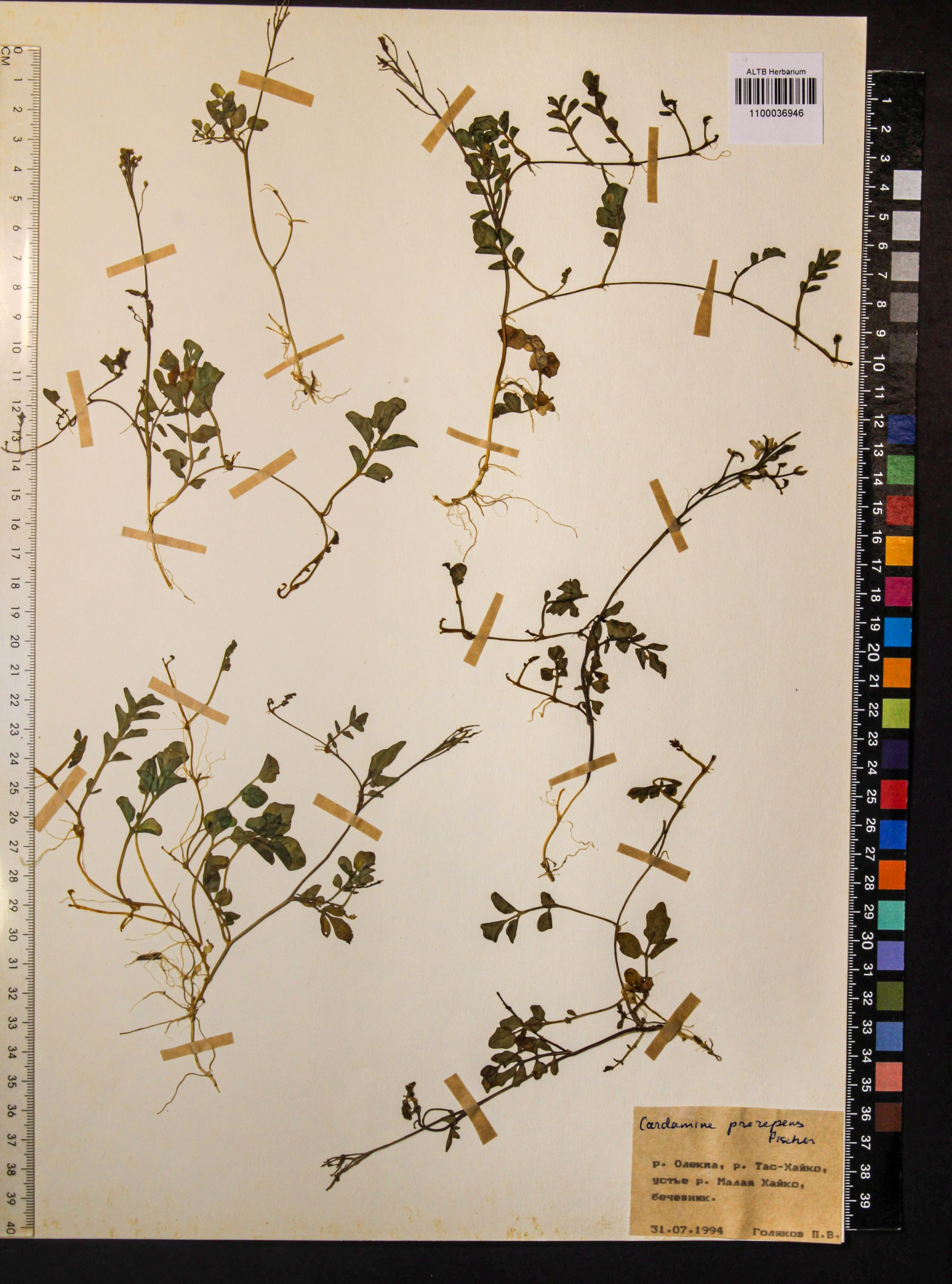 Cardamine prorepens Fisch. ex DC.