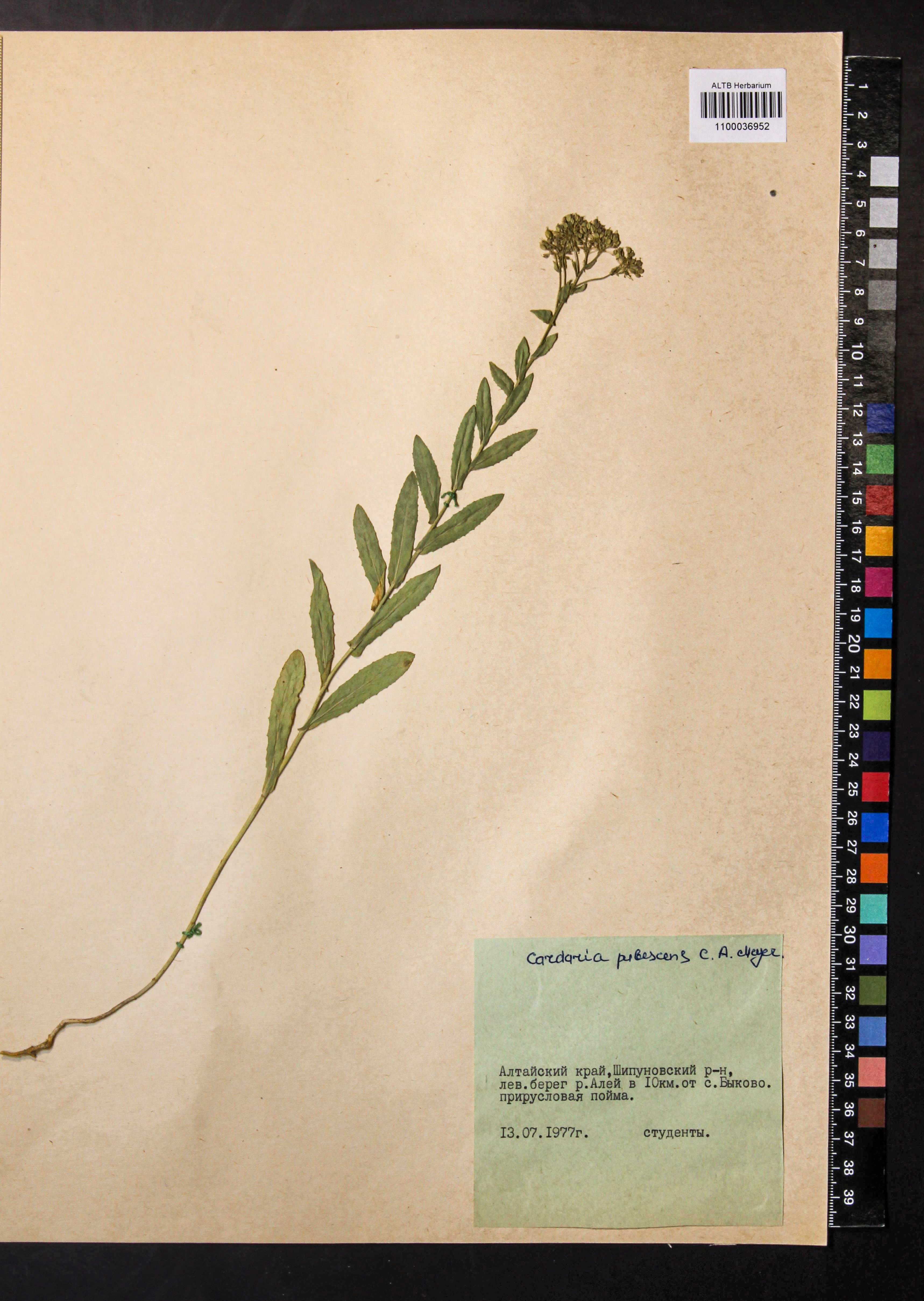 Cardaria pubescens (C.A.Mey.) Jarm.