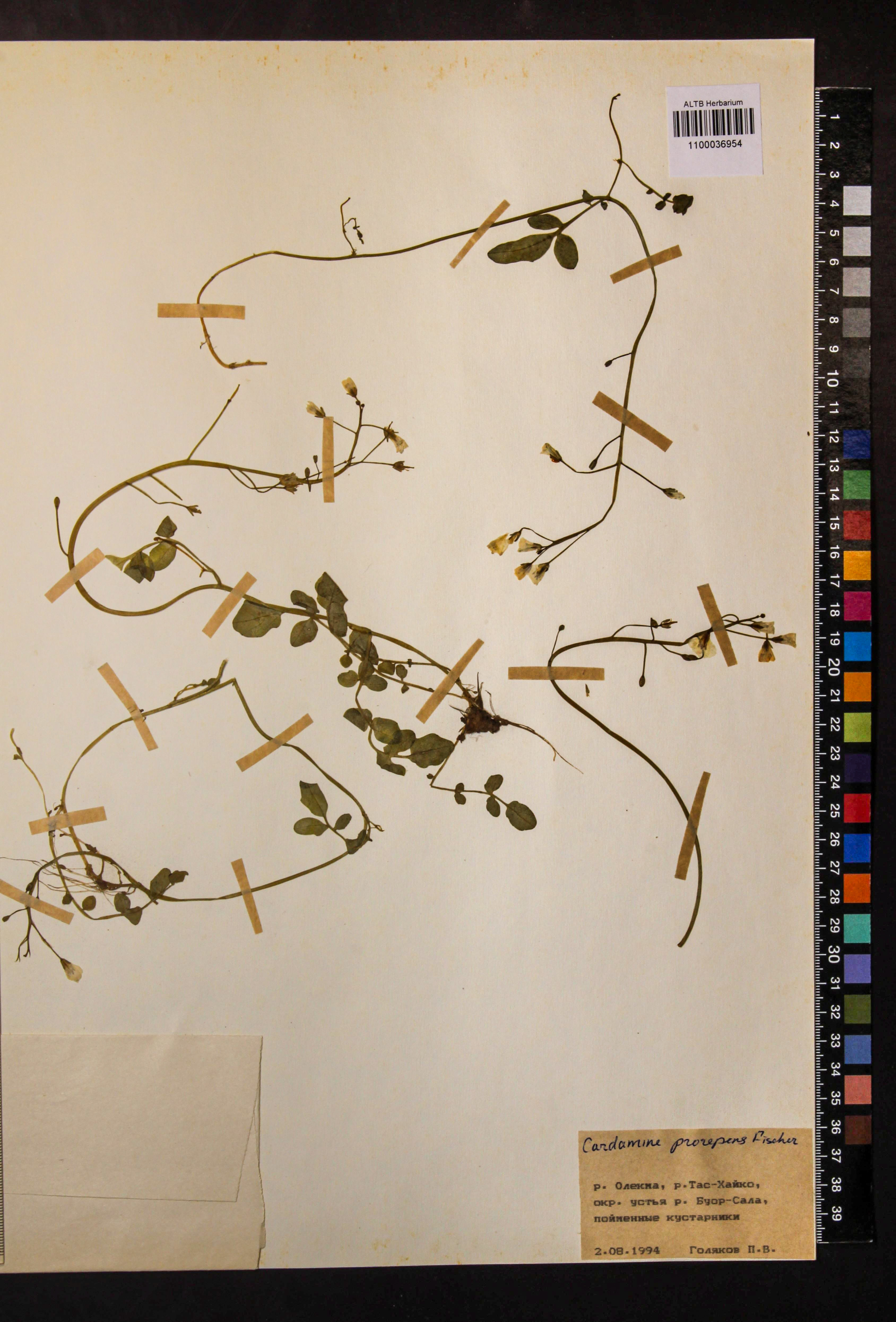 Cardamine prorepens Fisch. ex DC.