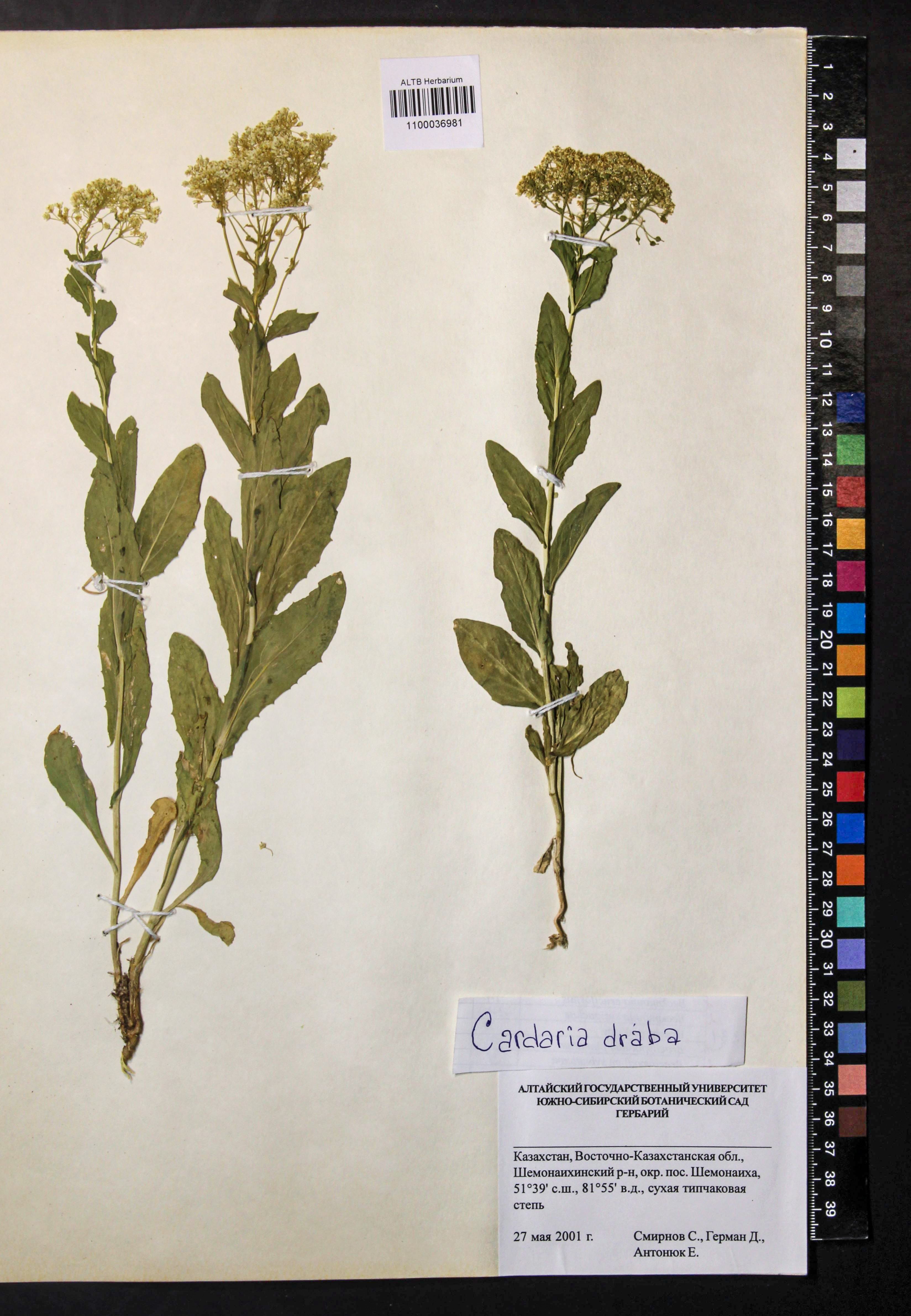 Cardaria draba (L.) Desv.