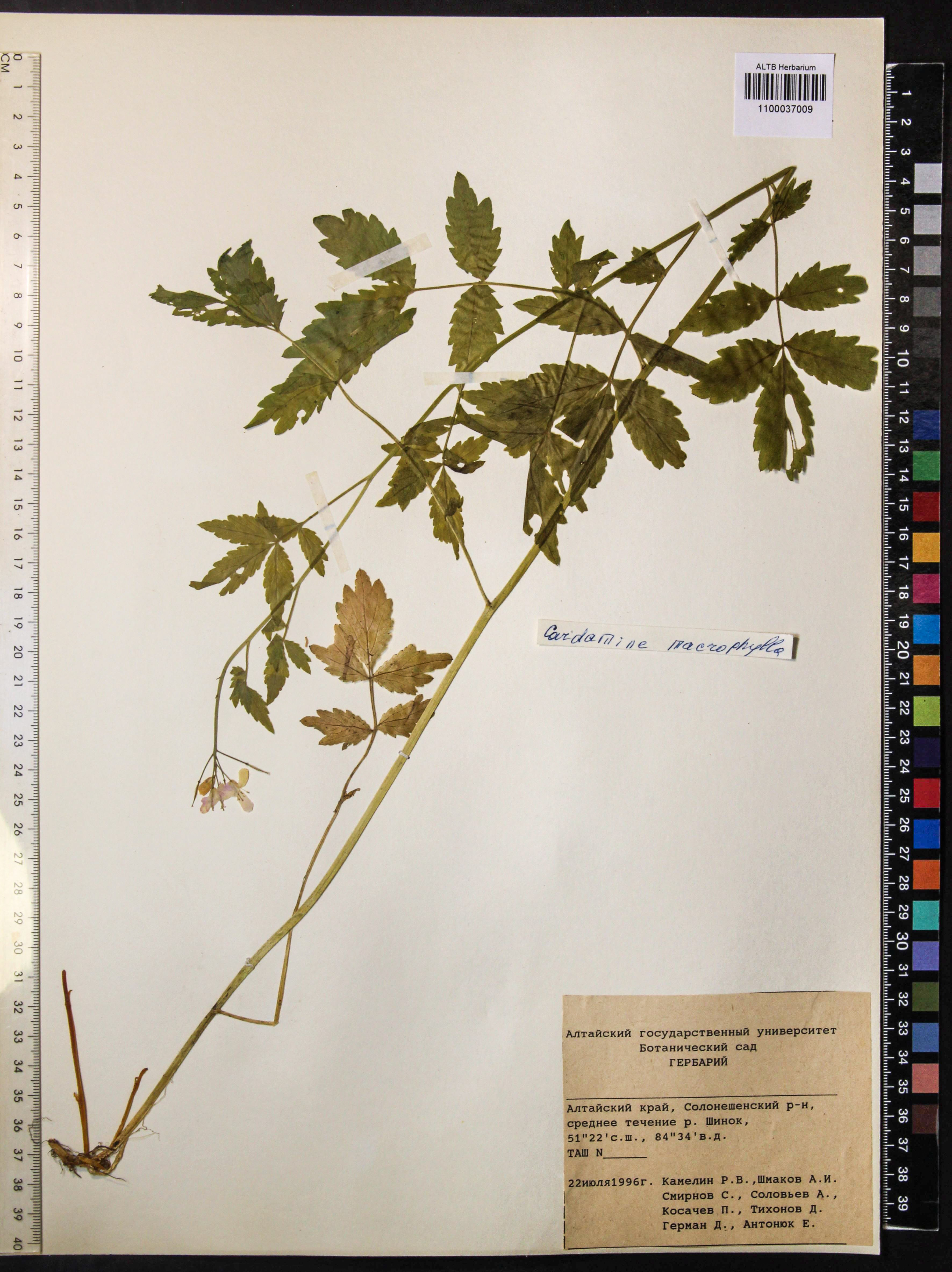 Cardamine macrophylla Willd.