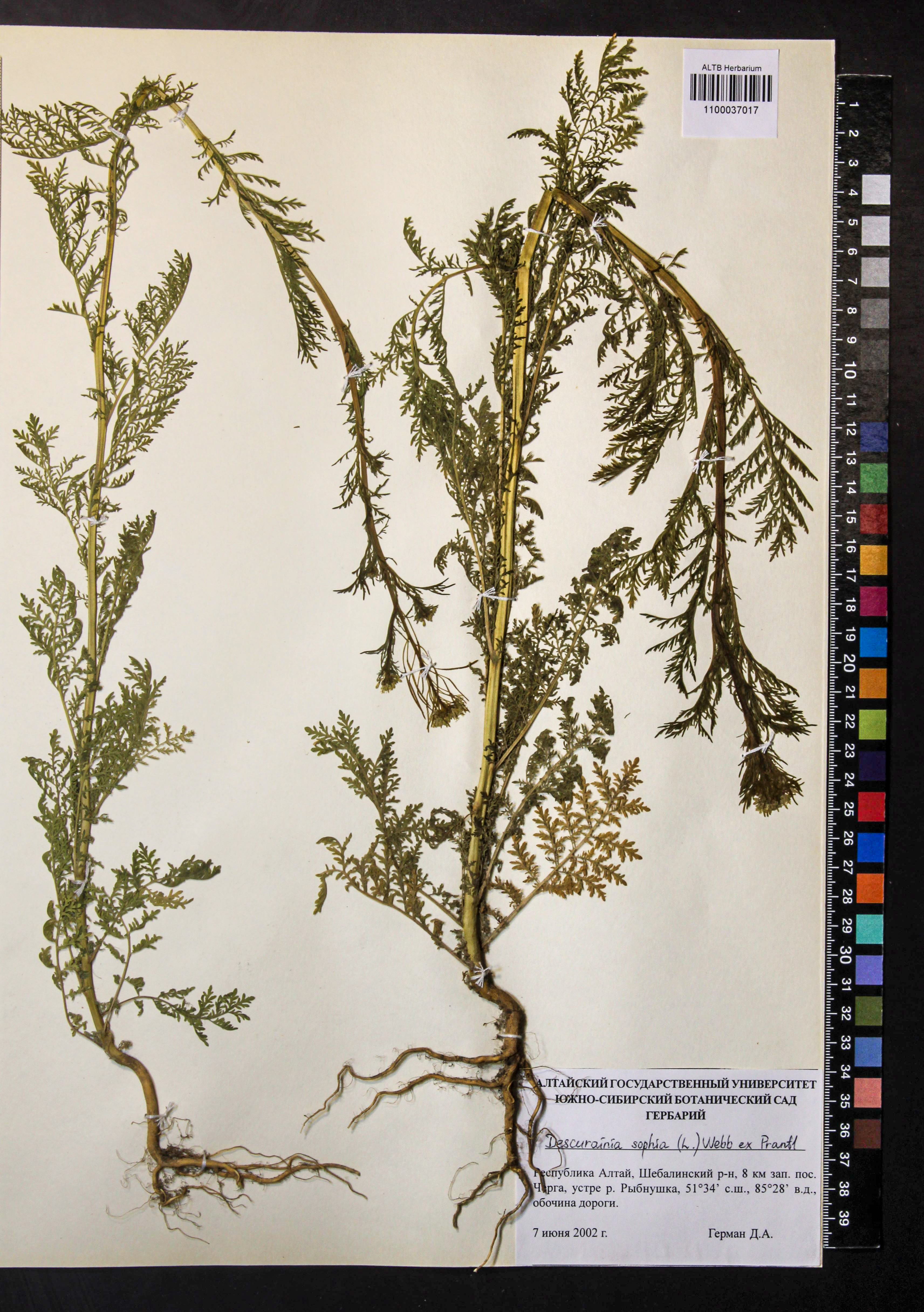 Descurainia sophia (L.) Webb ex Prantl