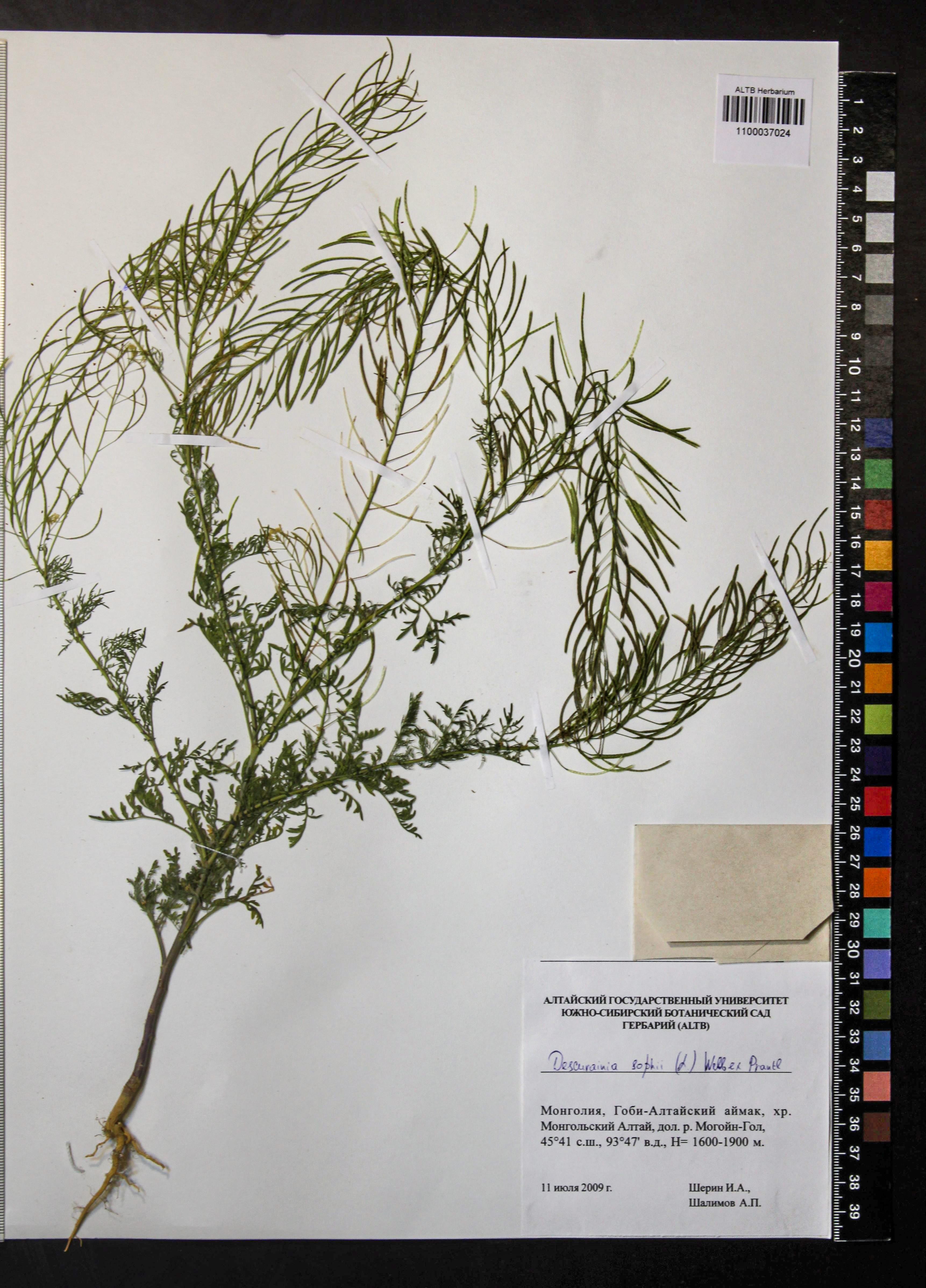 Descurainia sophia (L.) Webb ex Prantl