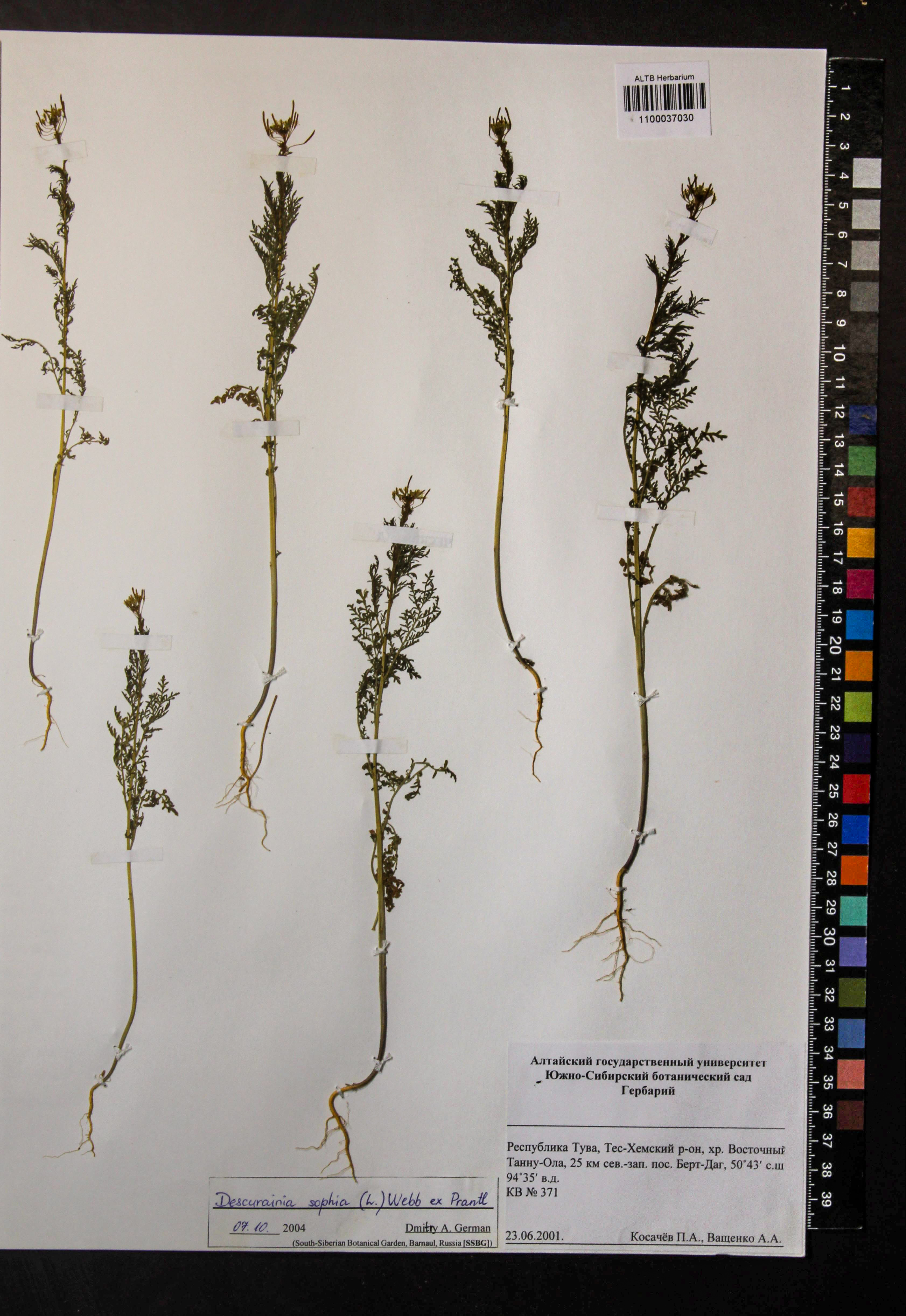 Descurainia sophia (L.) Webb ex Prantl