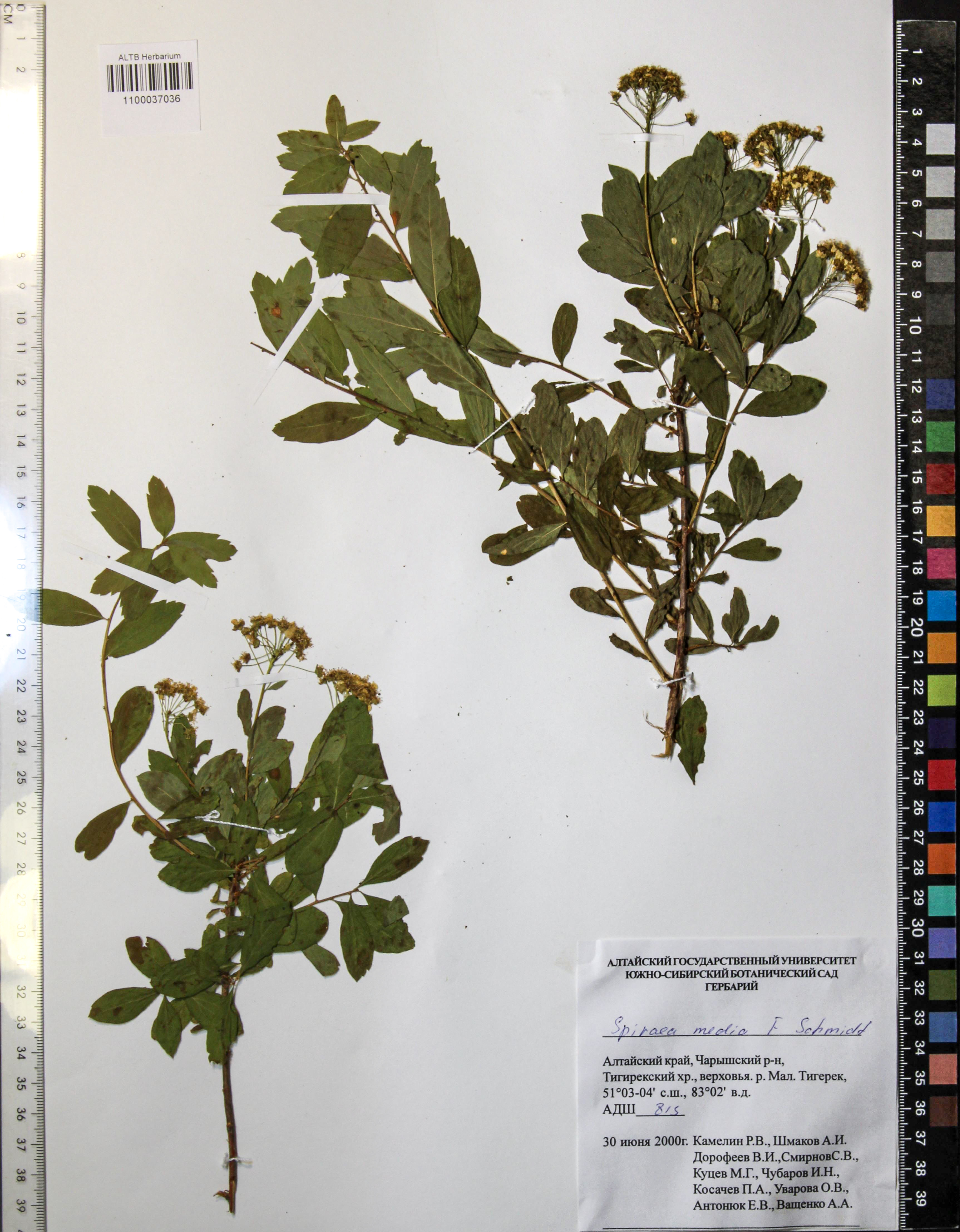 Spiraea media Schmidt