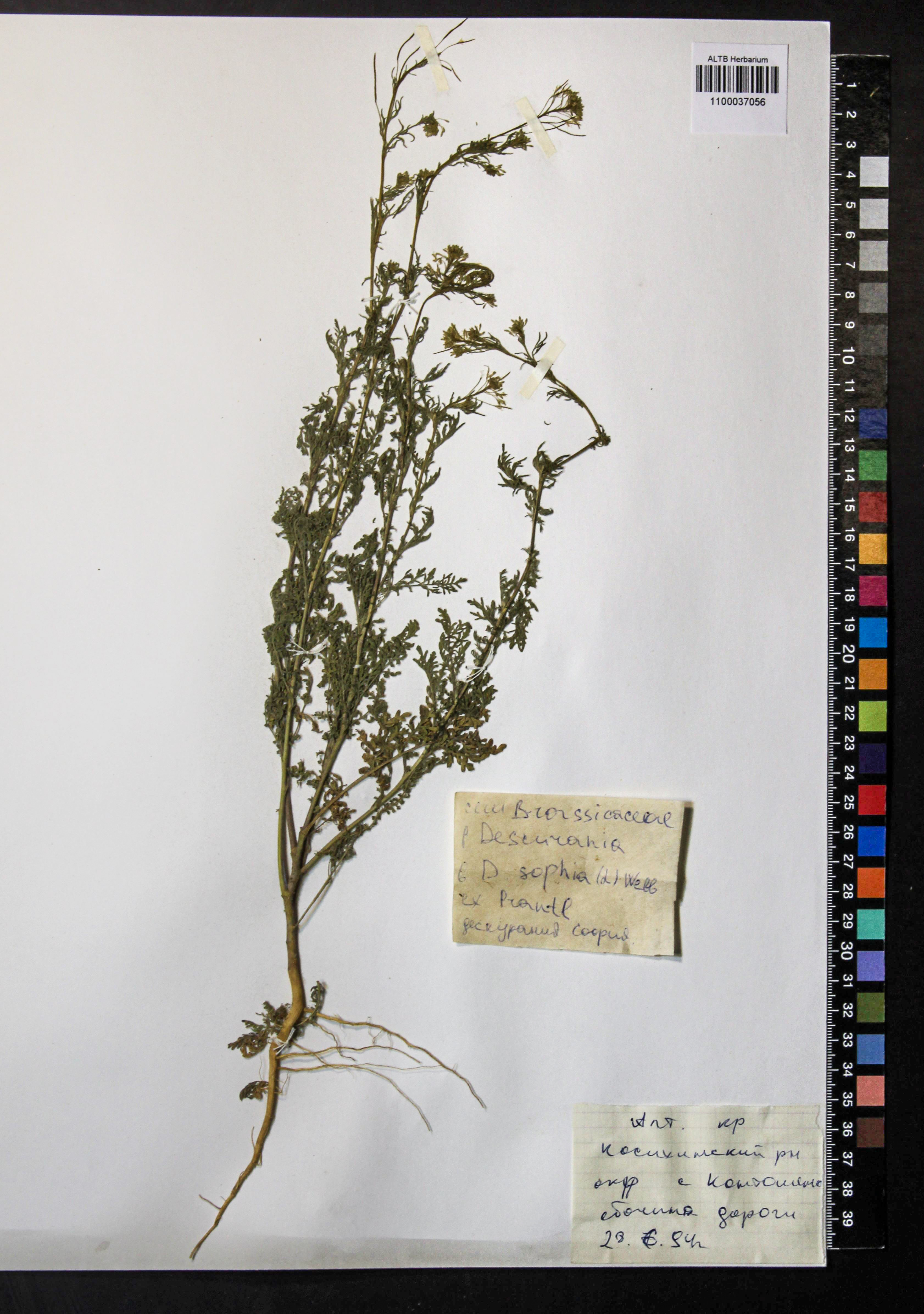 Descurainia sophia (L.) Webb ex Prantl
