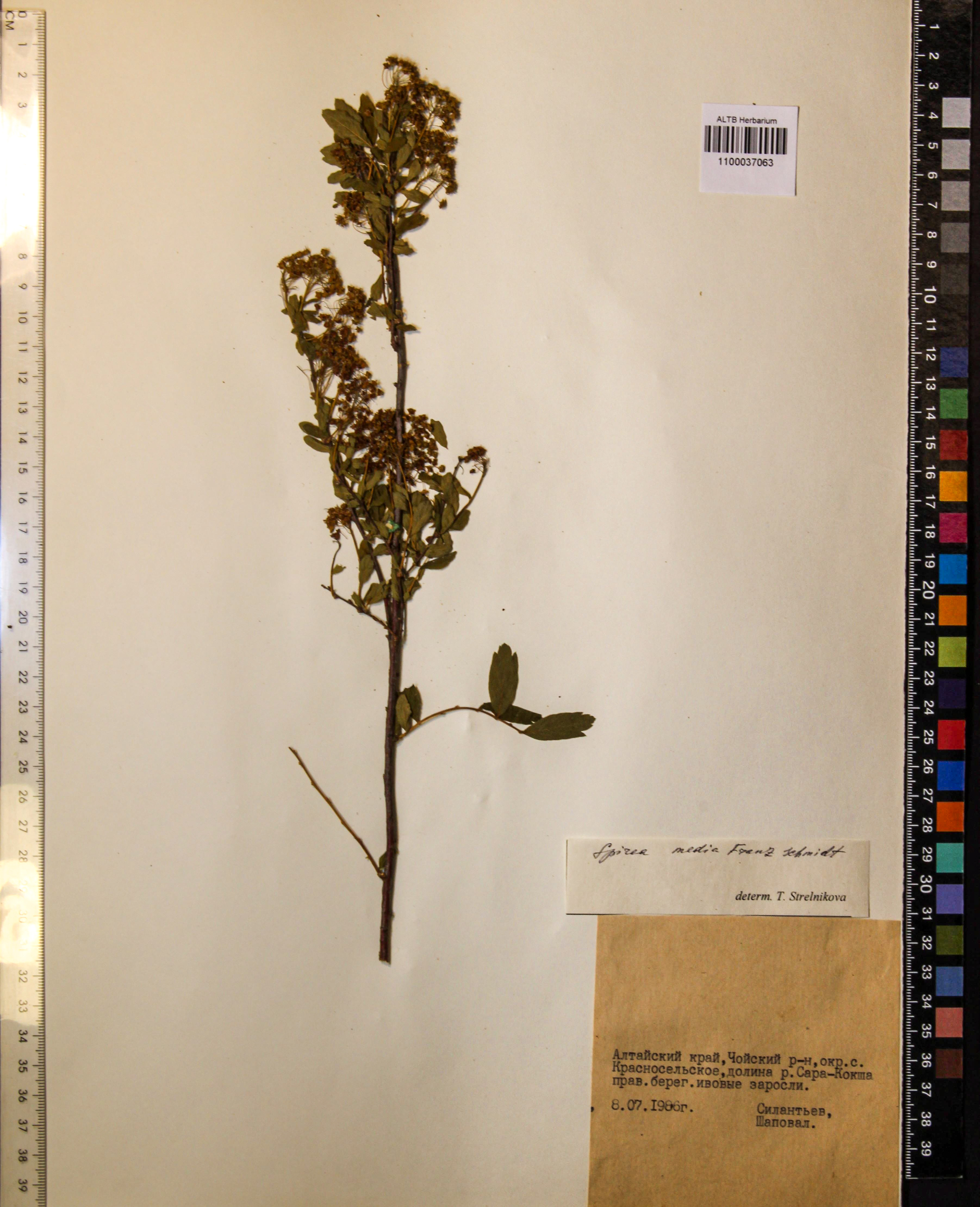 Spiraea media Schmidt