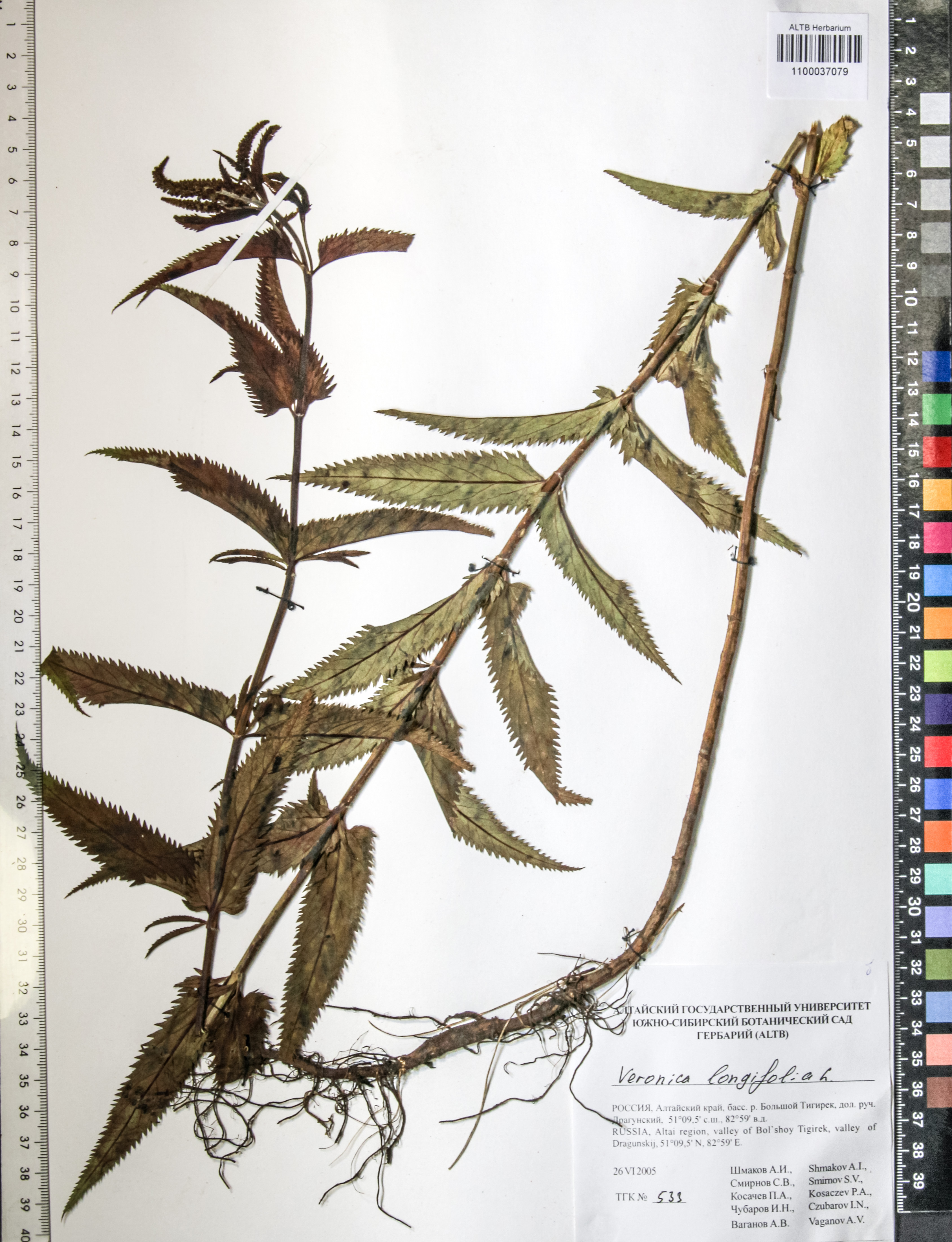 Veronica longifolia L.