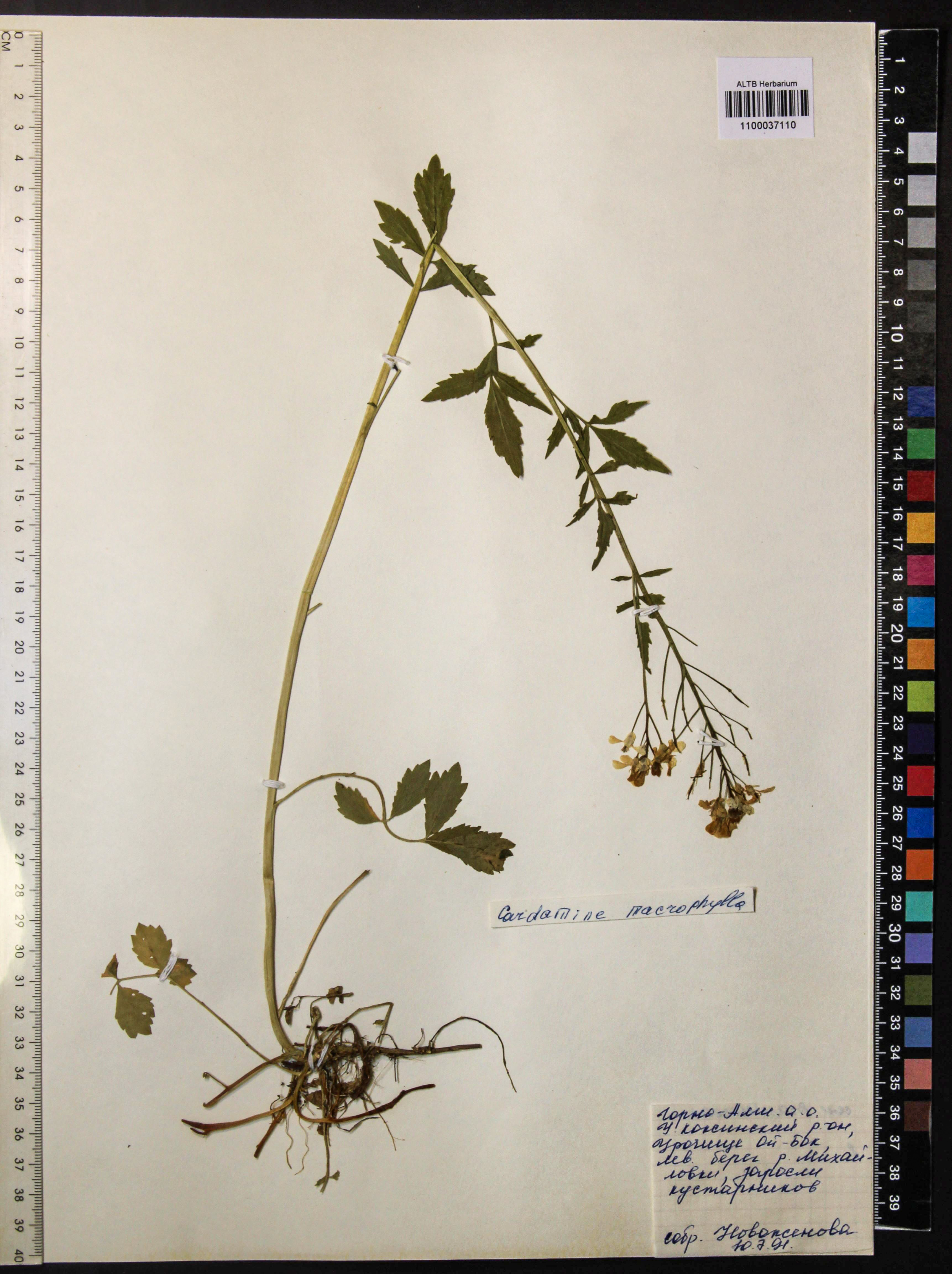 Cardamine macrophylla Willd.