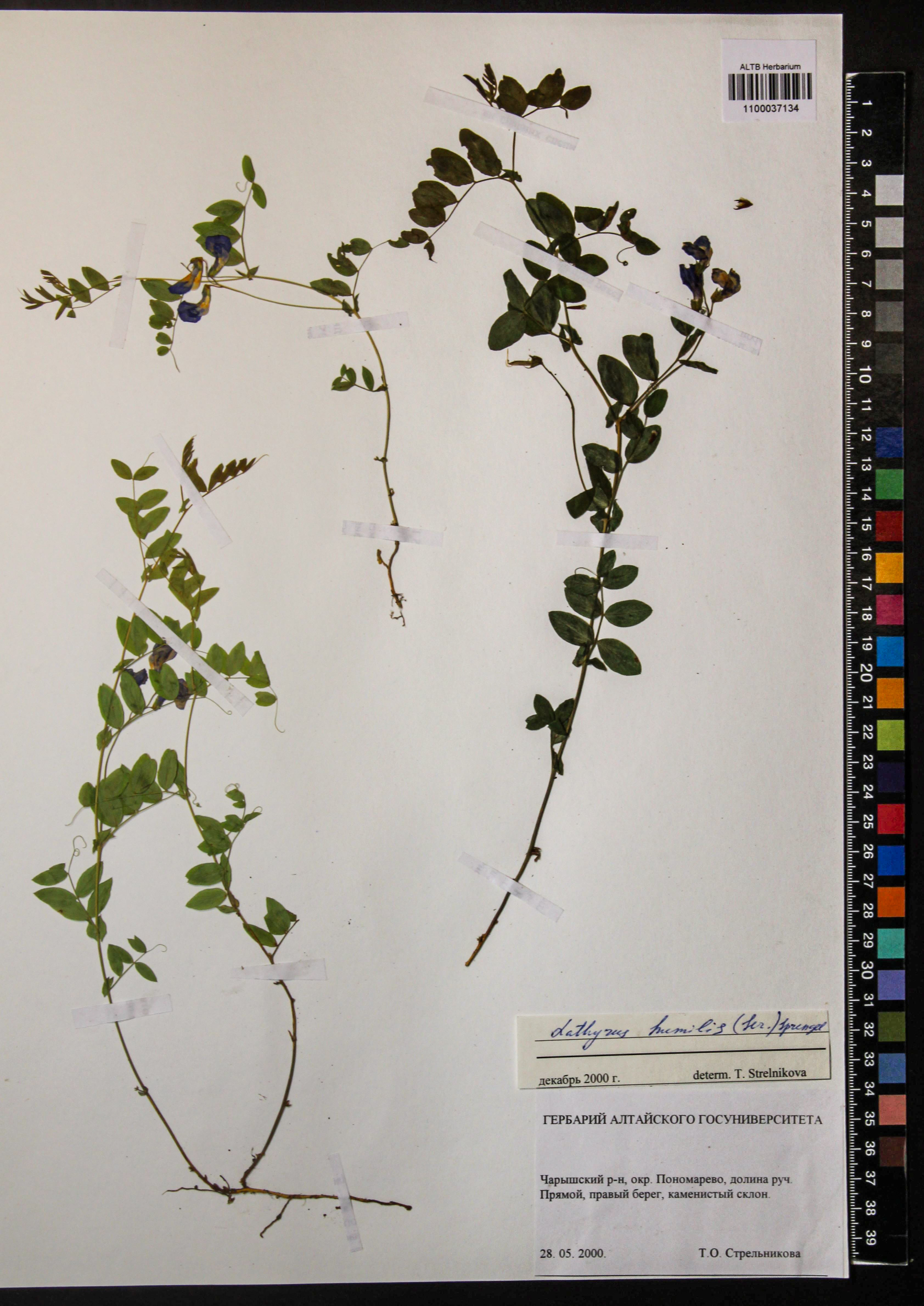 Lathyrus humilis (Ser.) Fisch. ex Spreng.