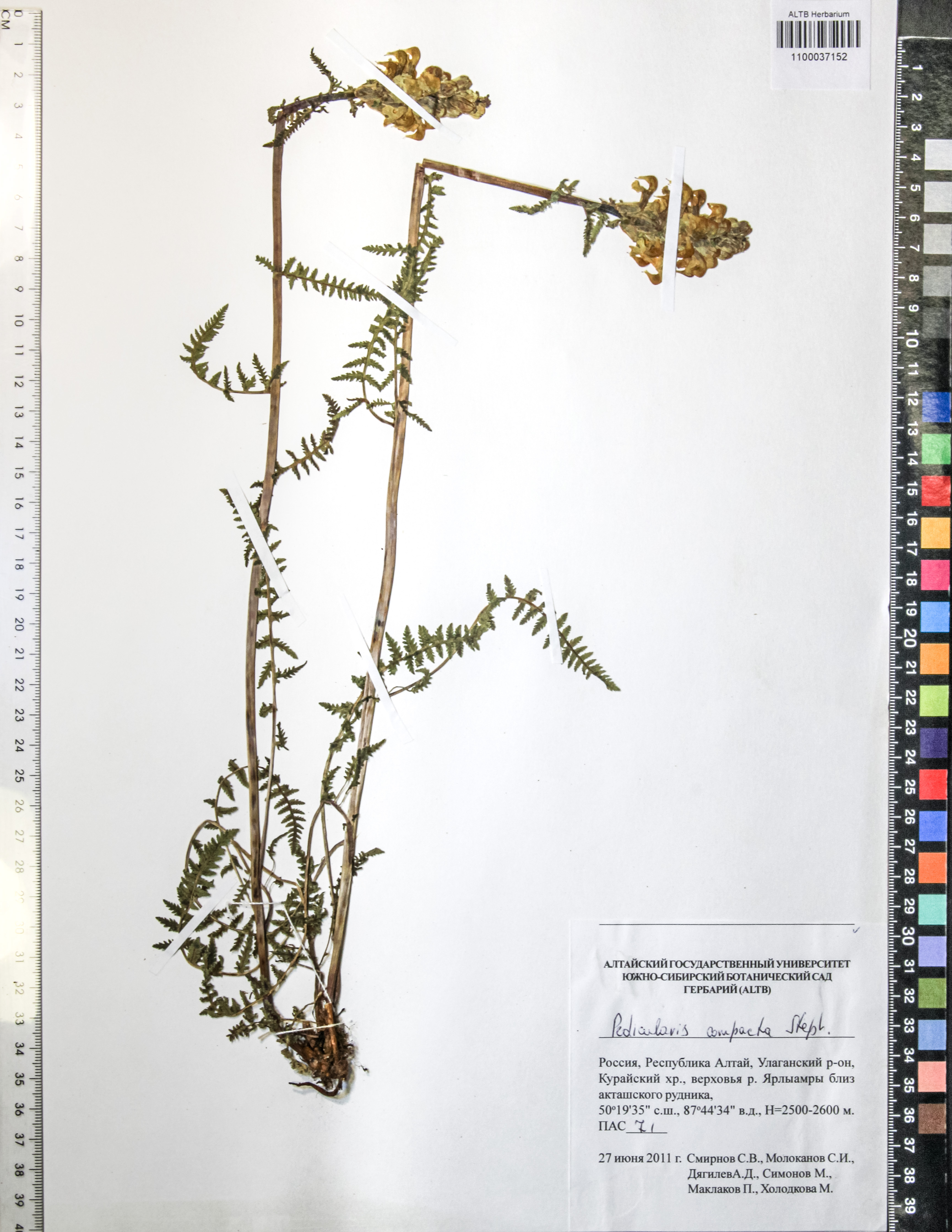 Pedicularis compacta Steph.
