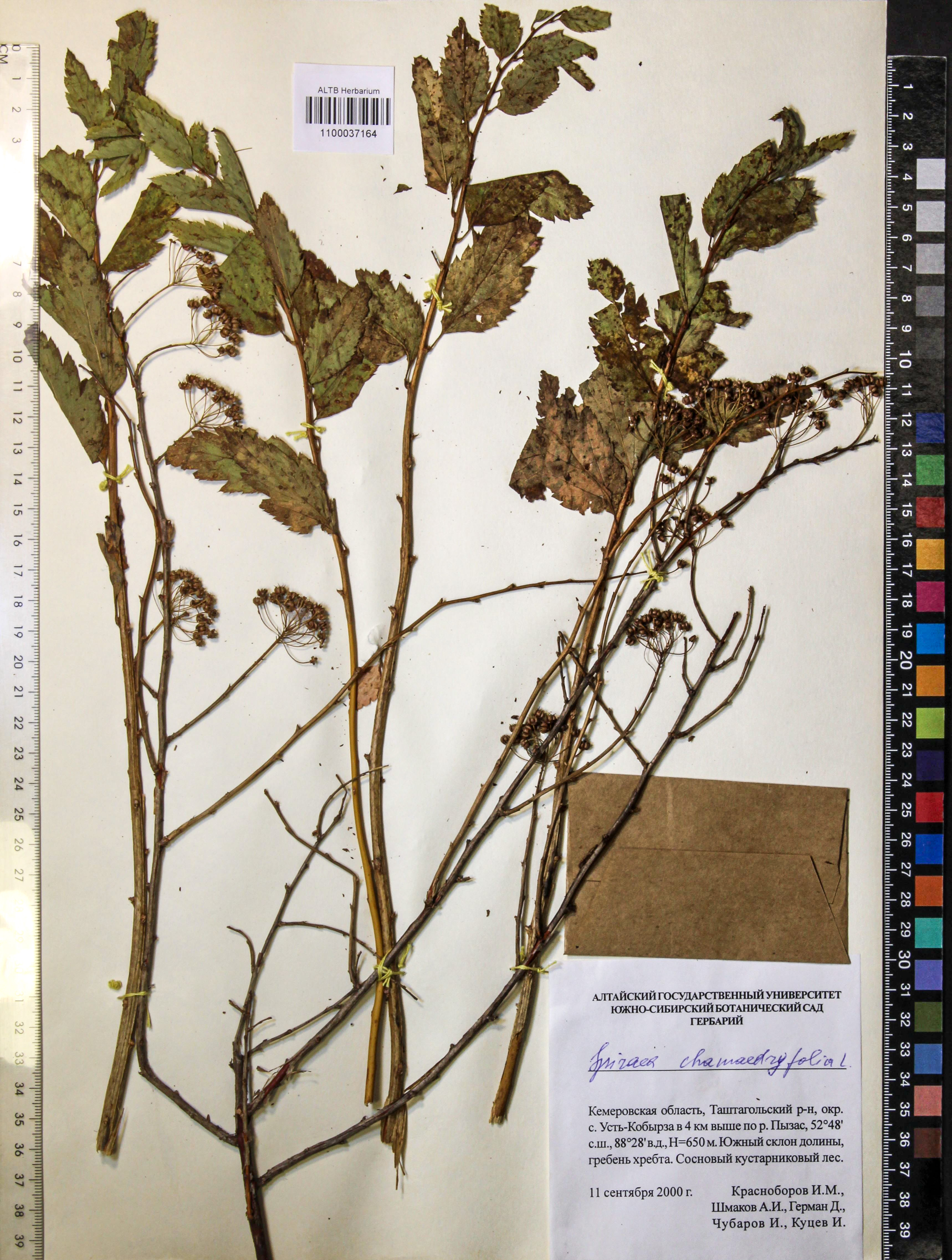 Spiraea chamaedryfolia L.