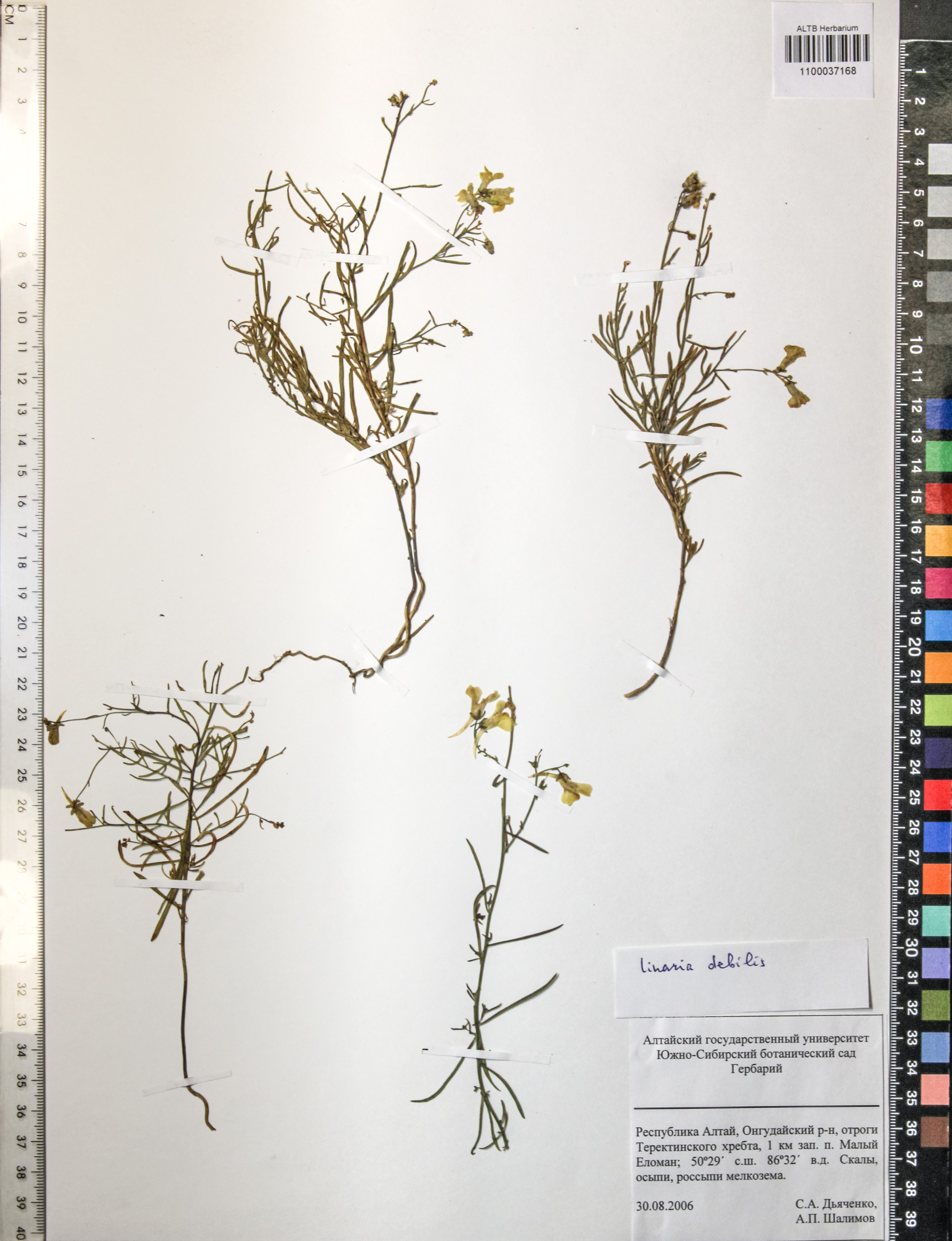 Linaria debilis Kuprian.
