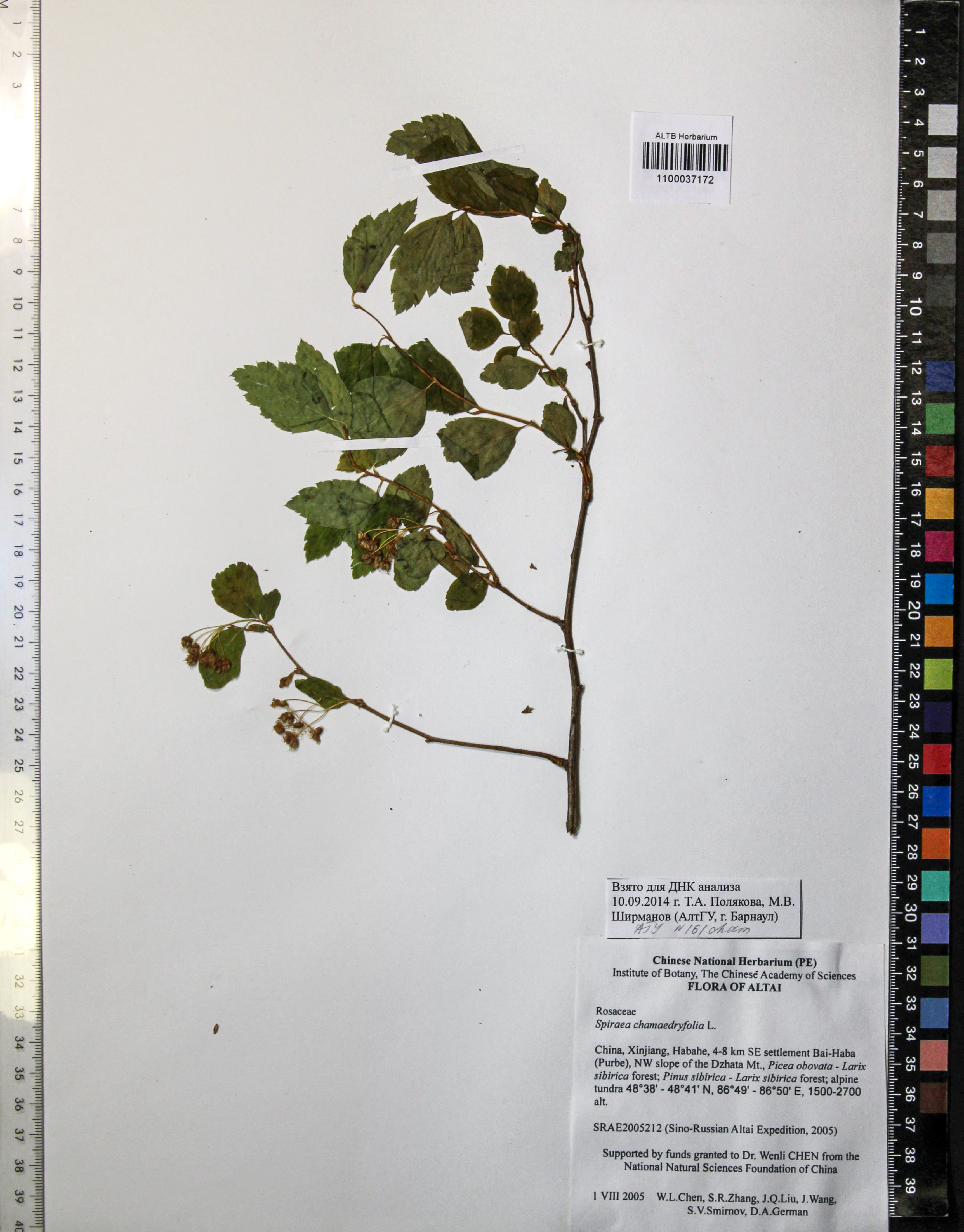 Spiraea chamaedryfolia L.