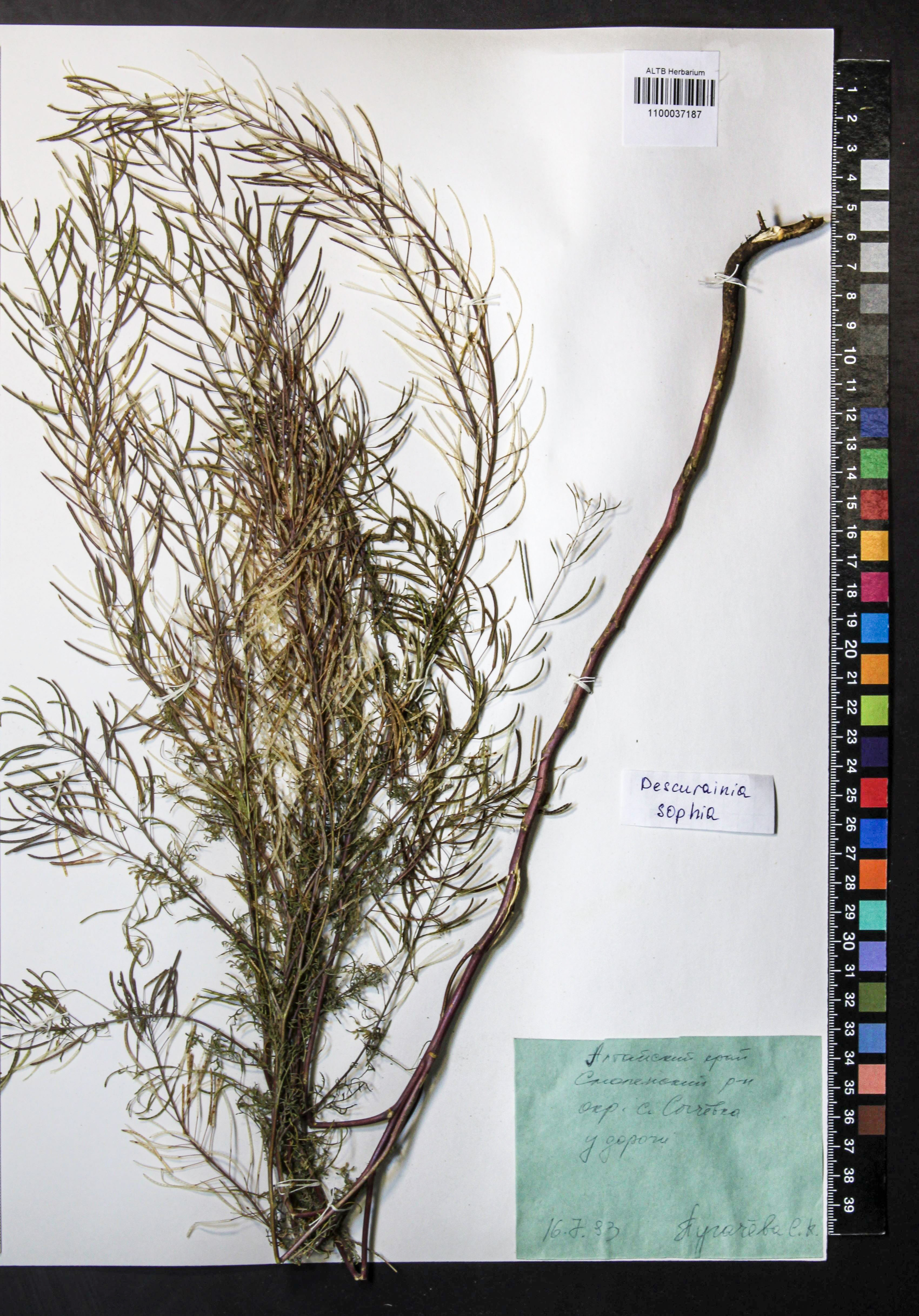 Descurainia sophia (L.) Webb ex Prantl