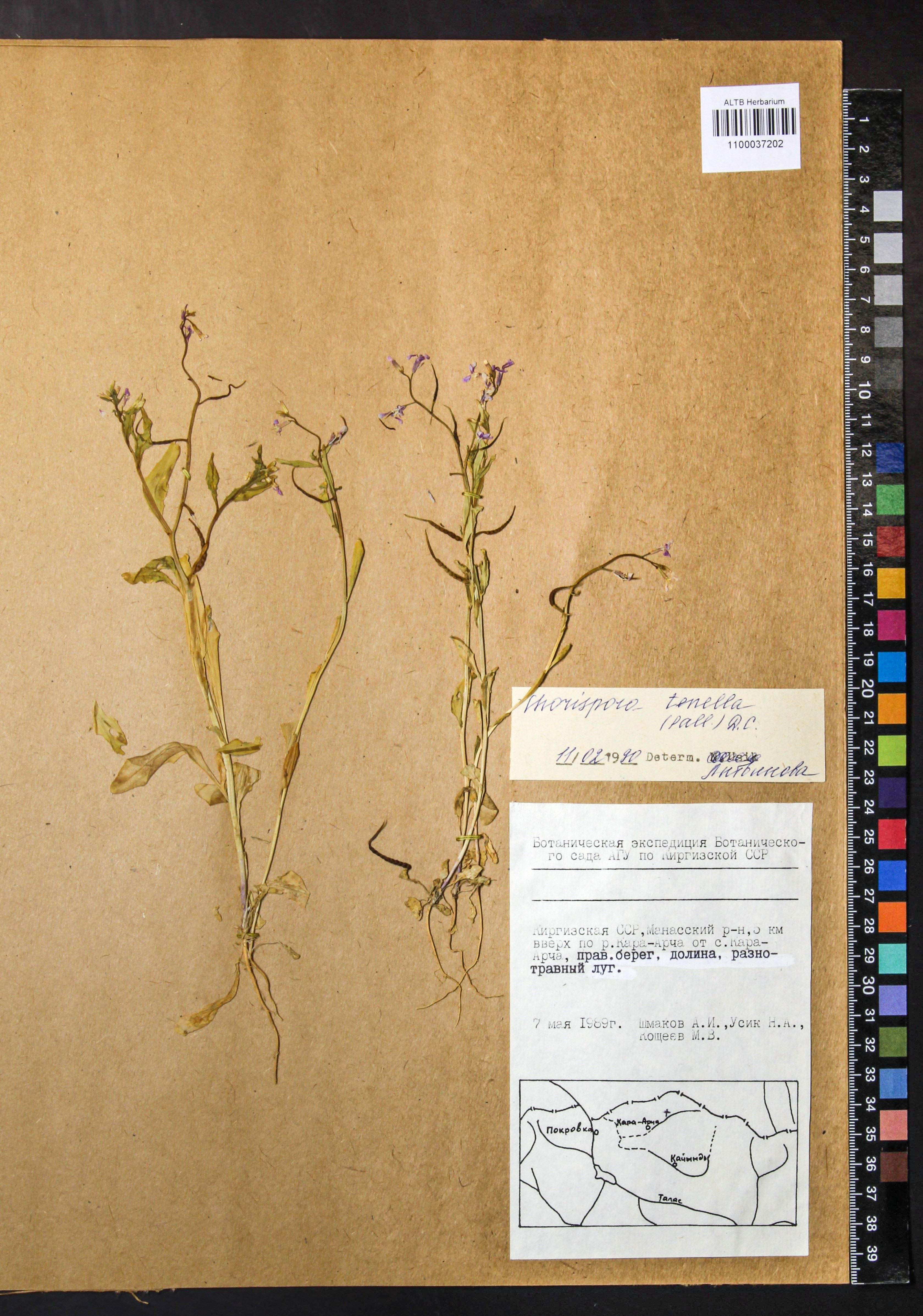 Chorispora tenella (Pall.) DC.