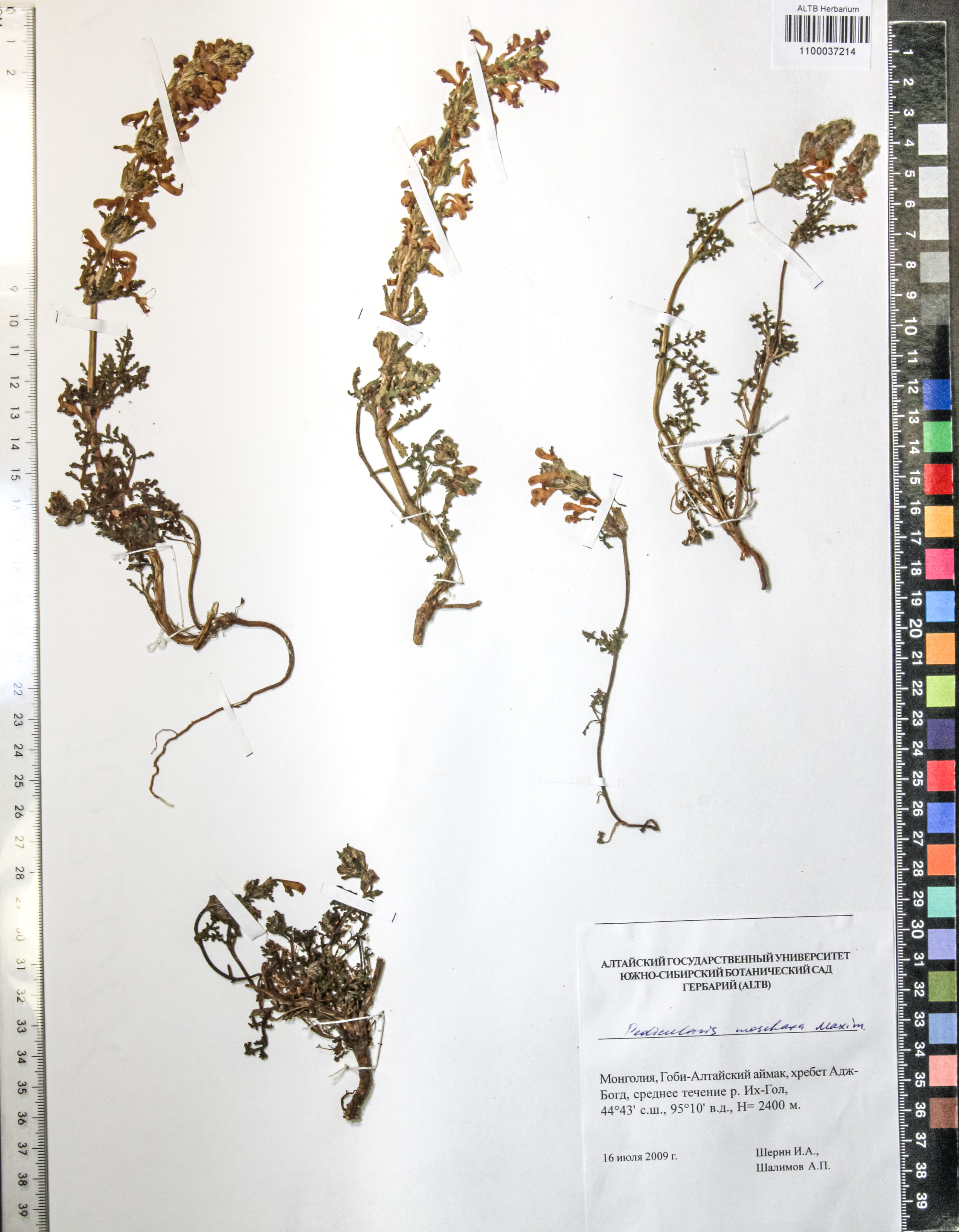 Pedicularis moschata Maxim.