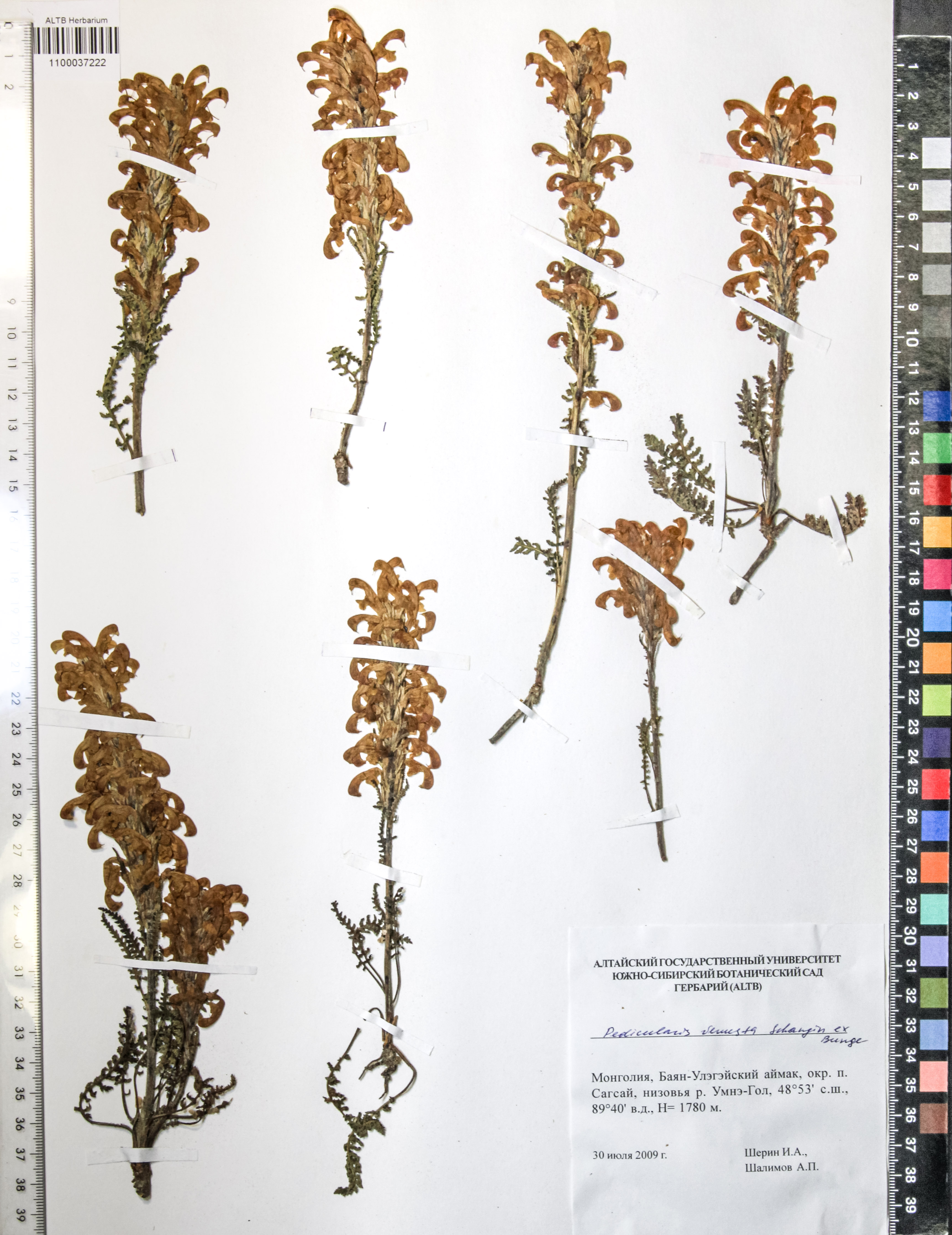 Pedicularis venusta Schang. ex Bunge