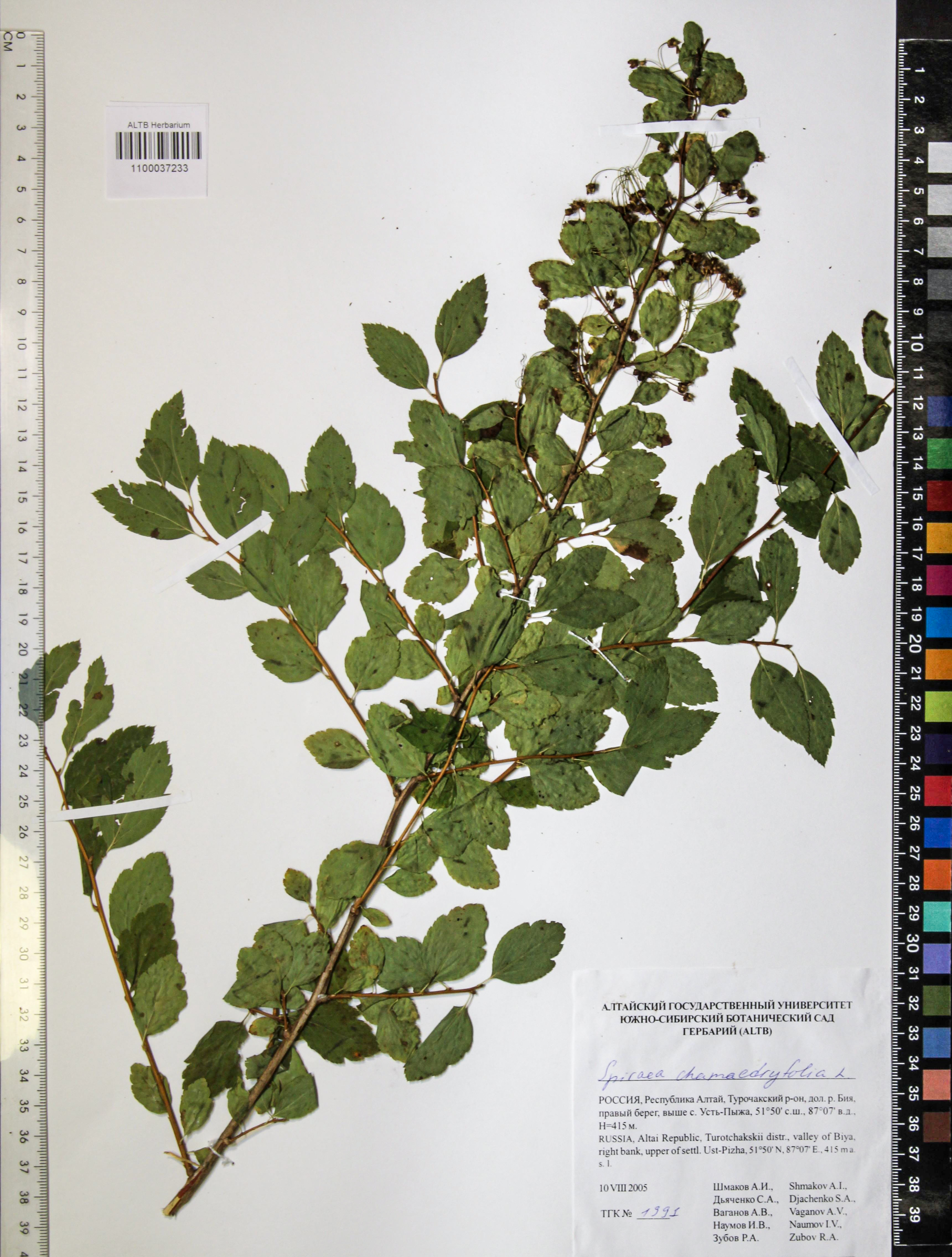 Spiraea chamaedryfolia L.