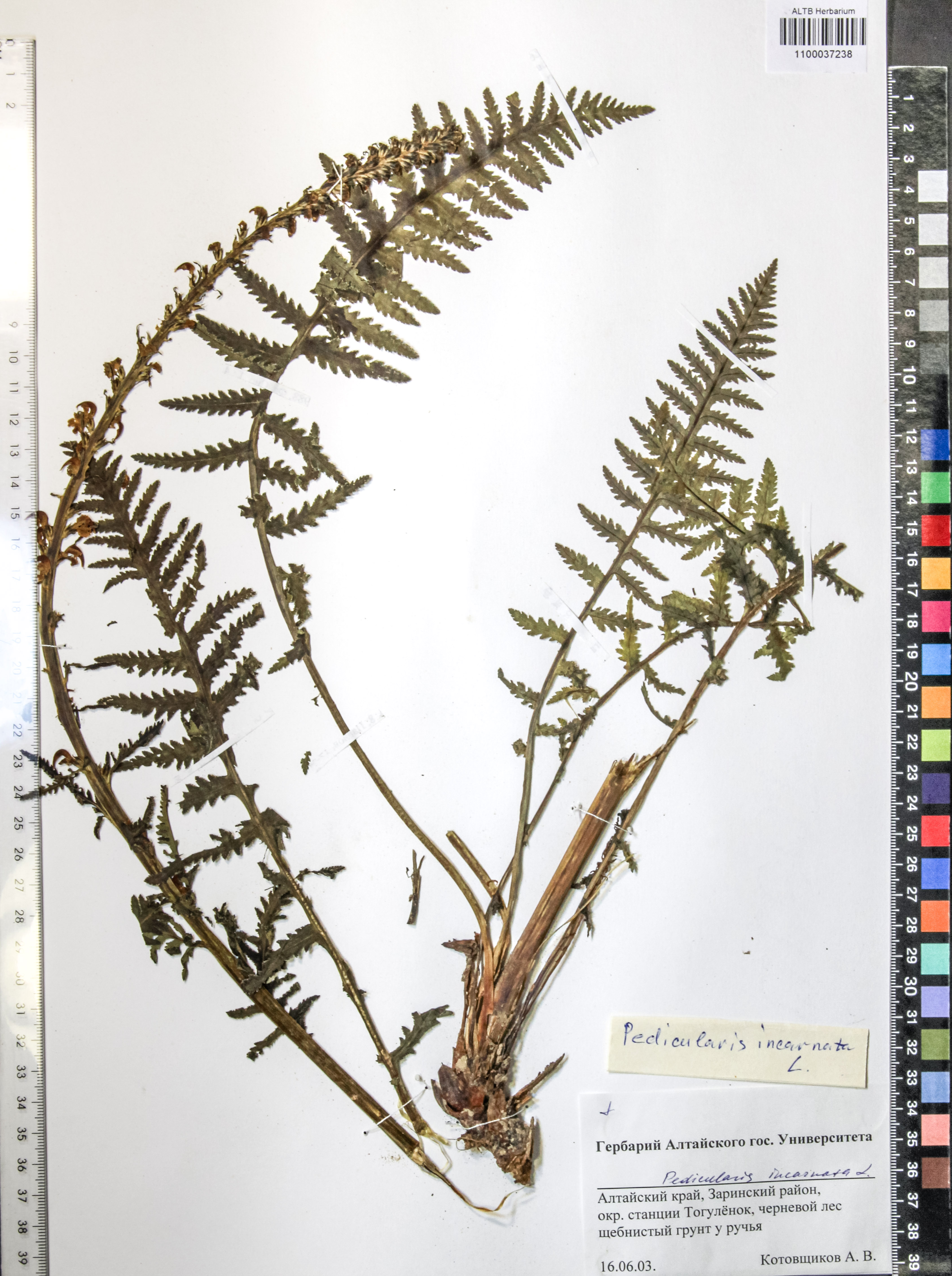 Pedicularis incarnata L.