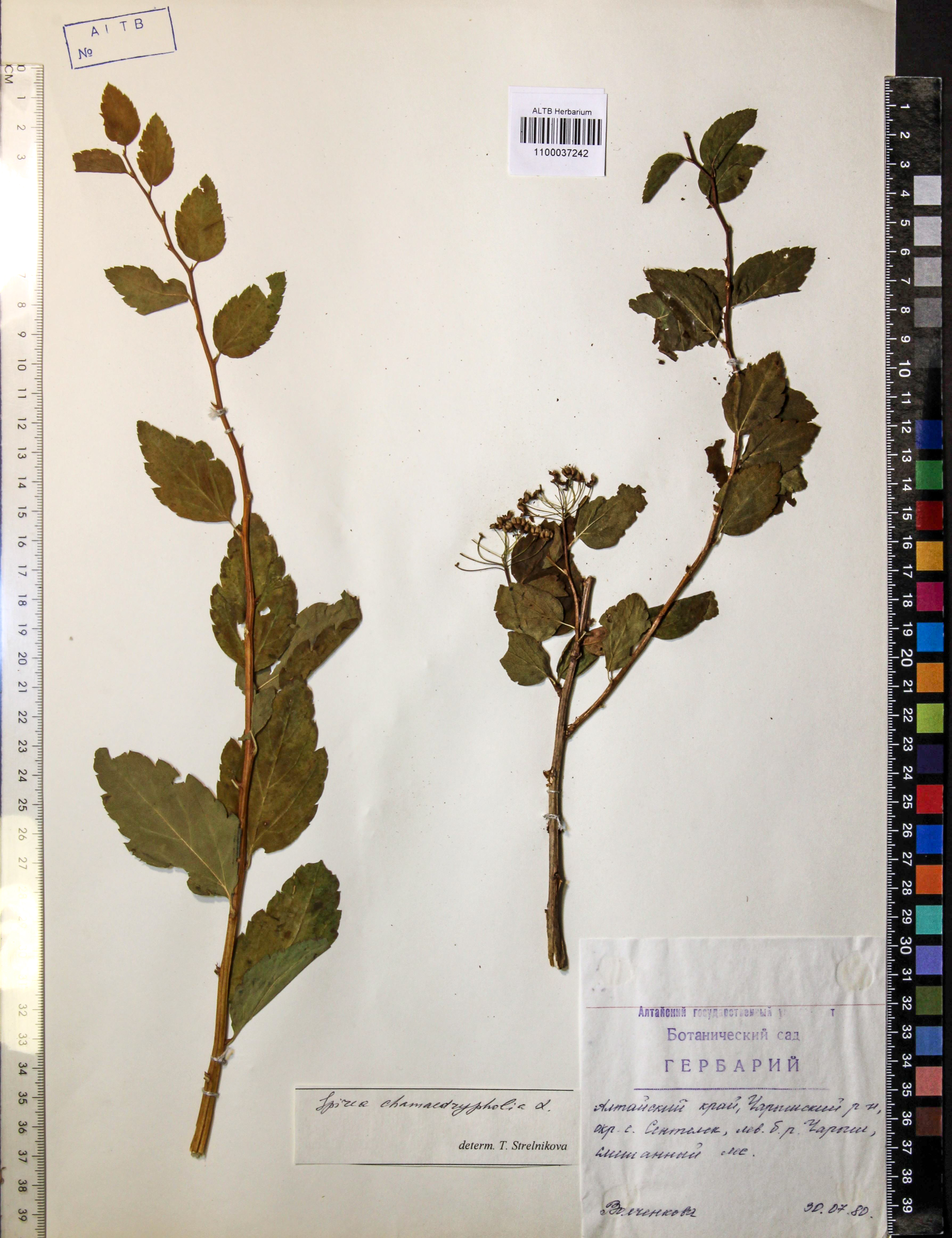 Spiraea chamaedryfolia L.