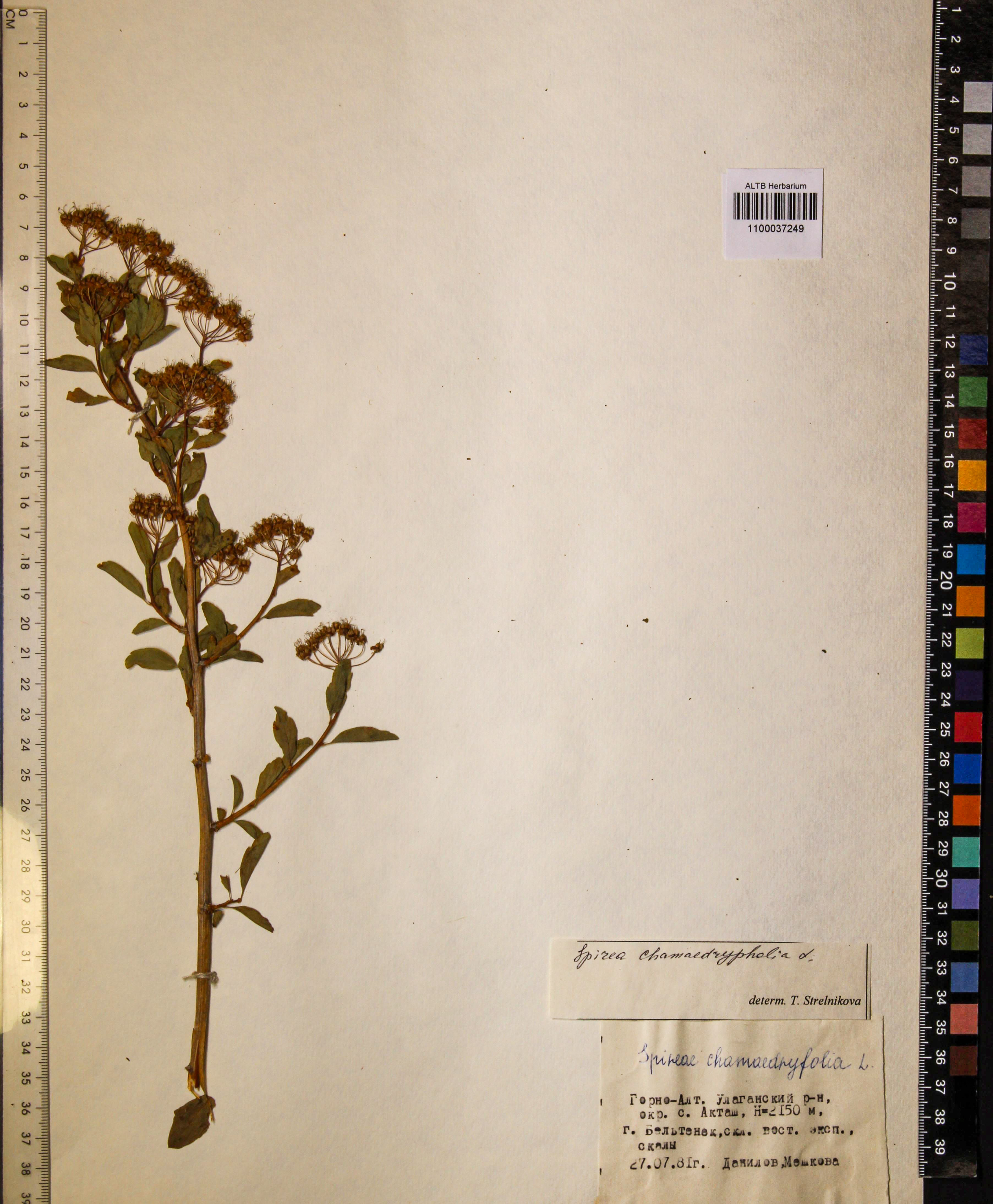 Spiraea chamaedryfolia L.