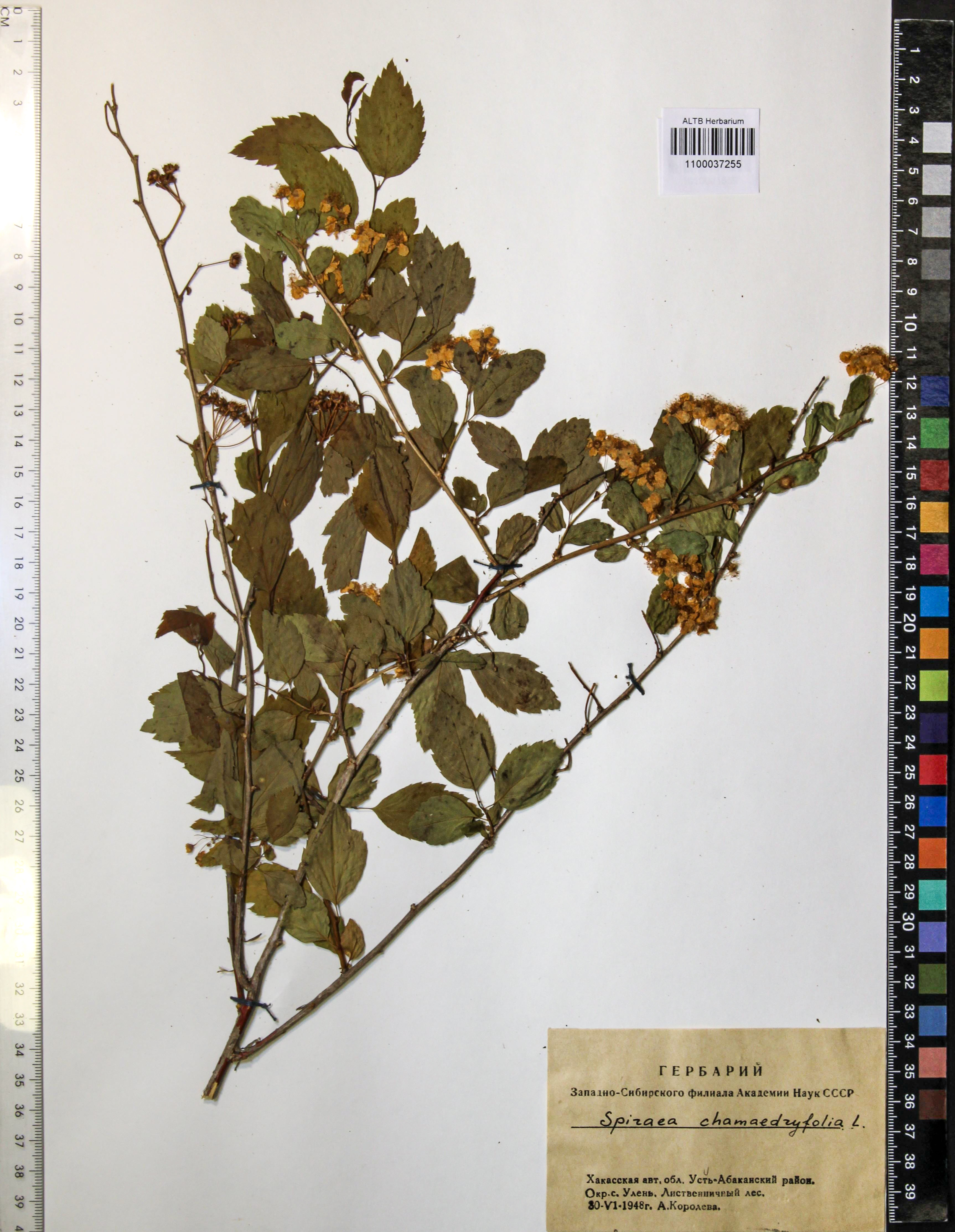 Spiraea chamaedryfolia L.