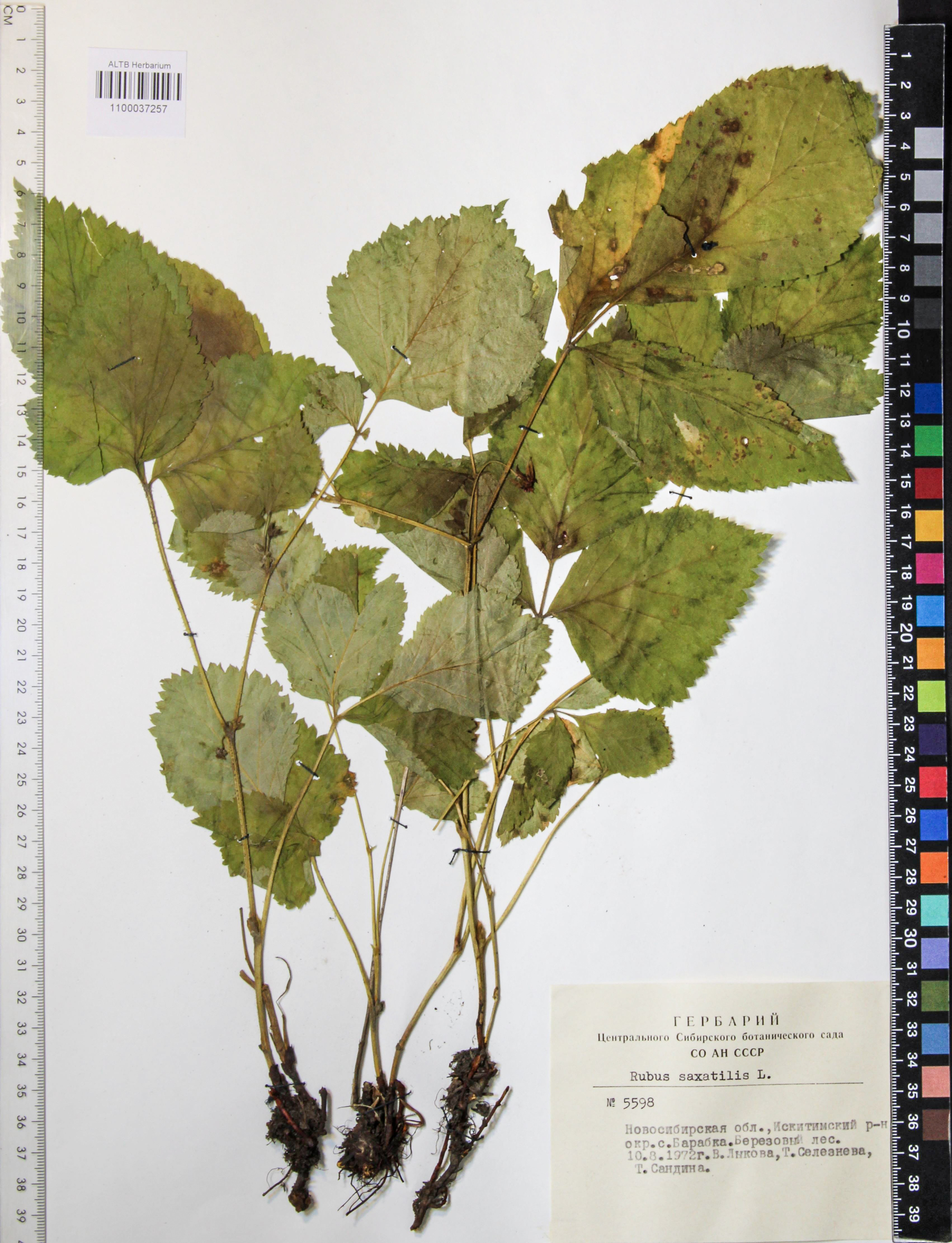 Rubus saxatilis L.