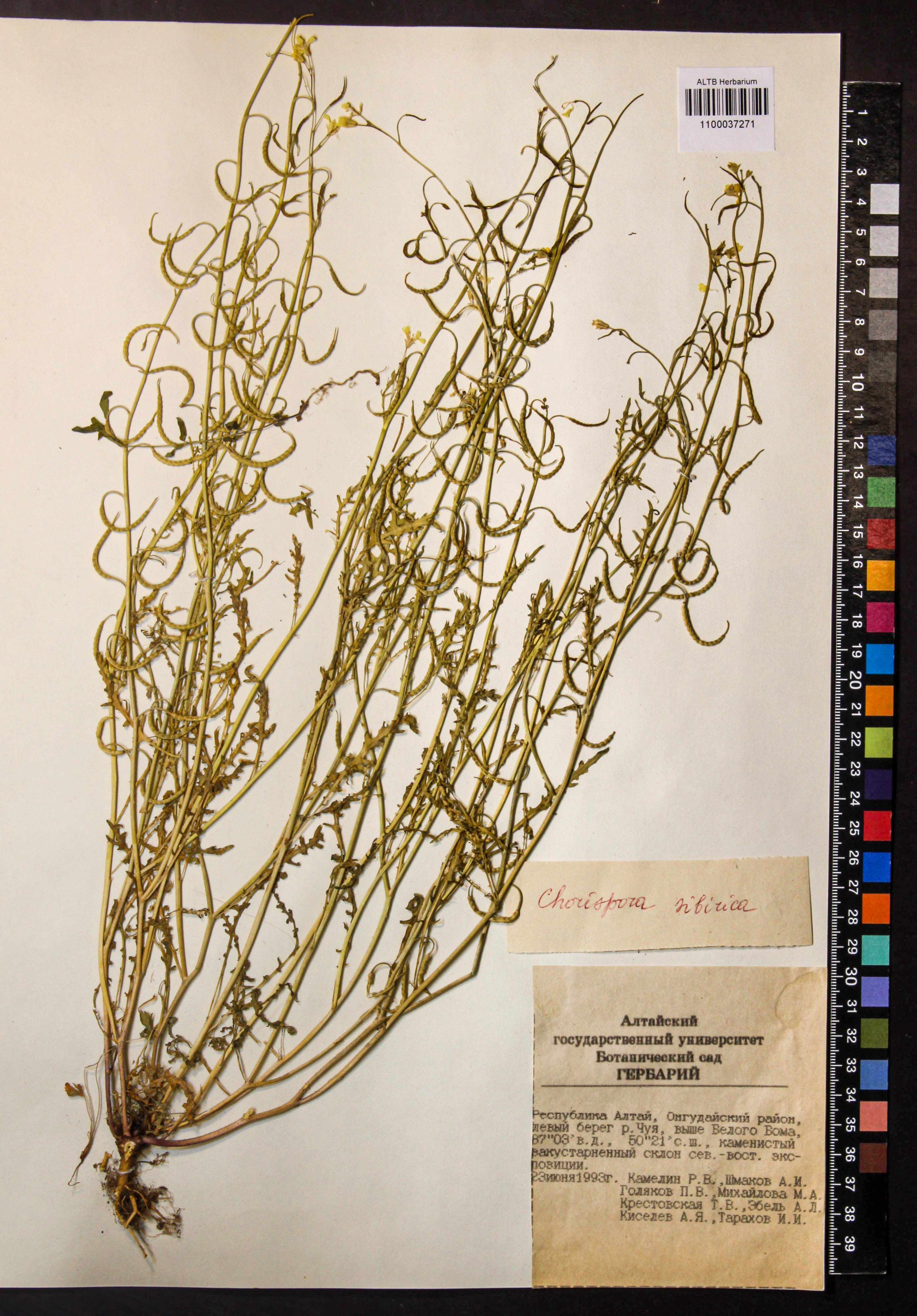 Chorispora sibirica (L.) DC.