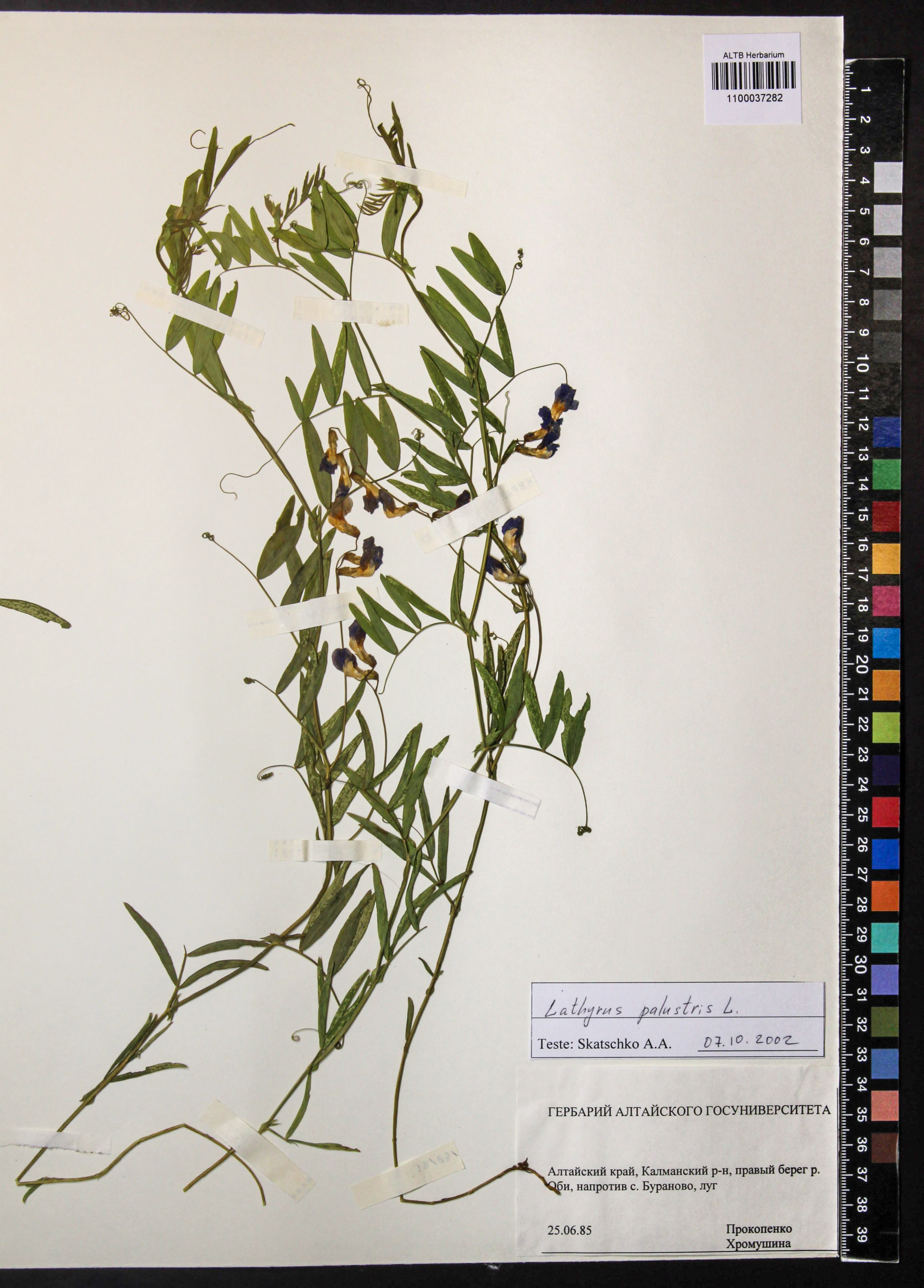 Lathyrus palustris L.