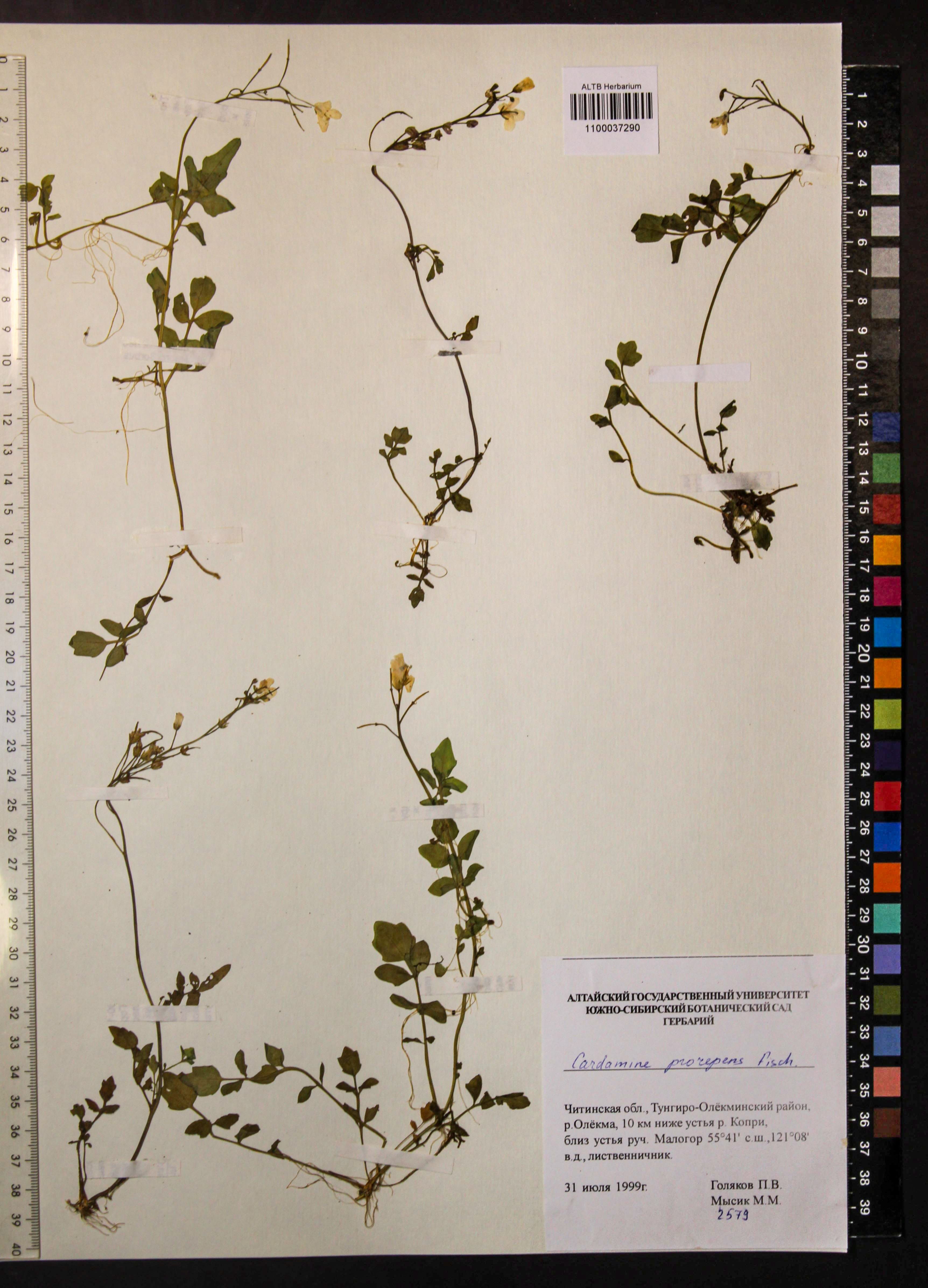 Cardamine prorepens Fisch. ex DC.