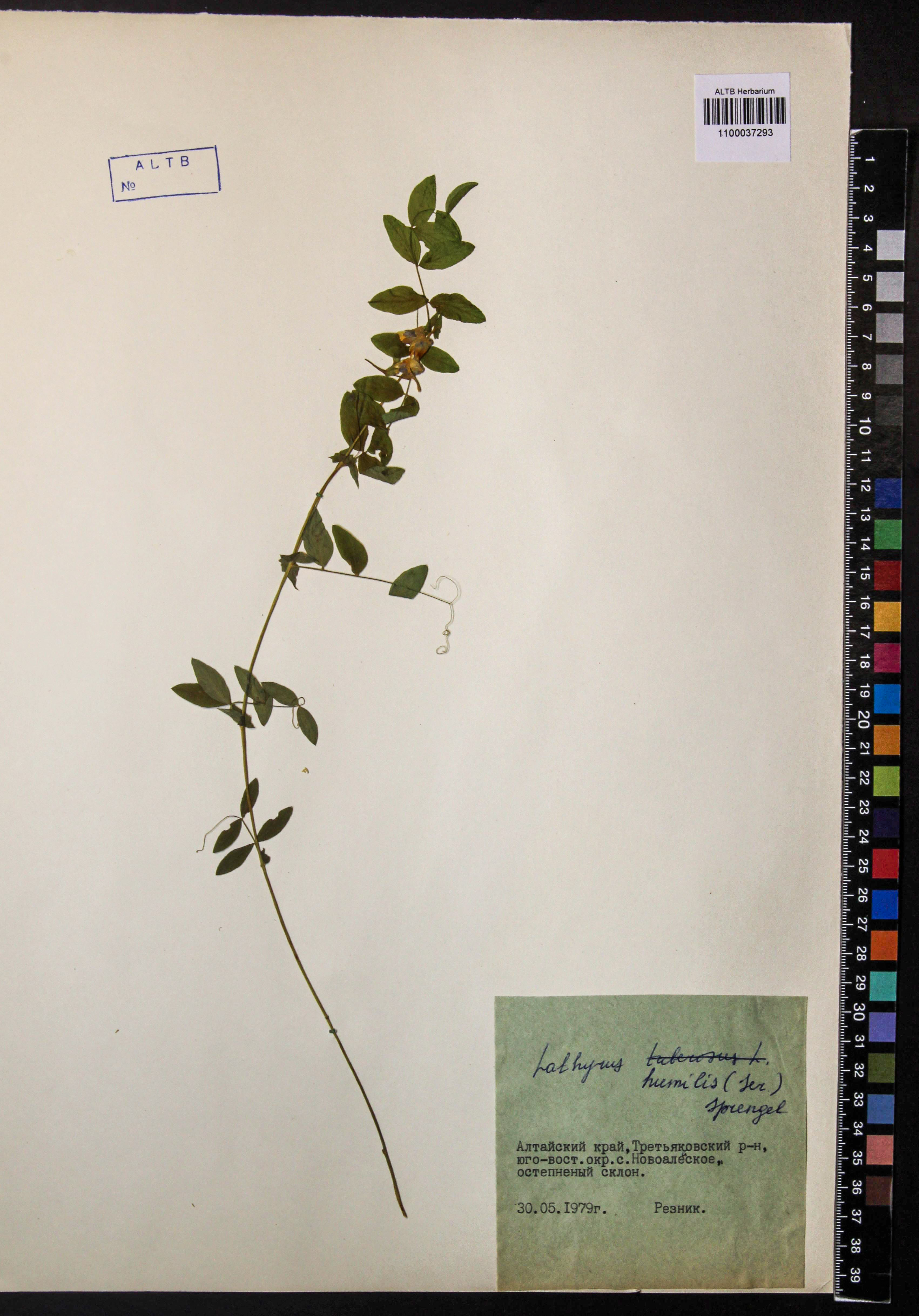 Lathyrus humilis (Ser.) Fisch. ex Spreng.