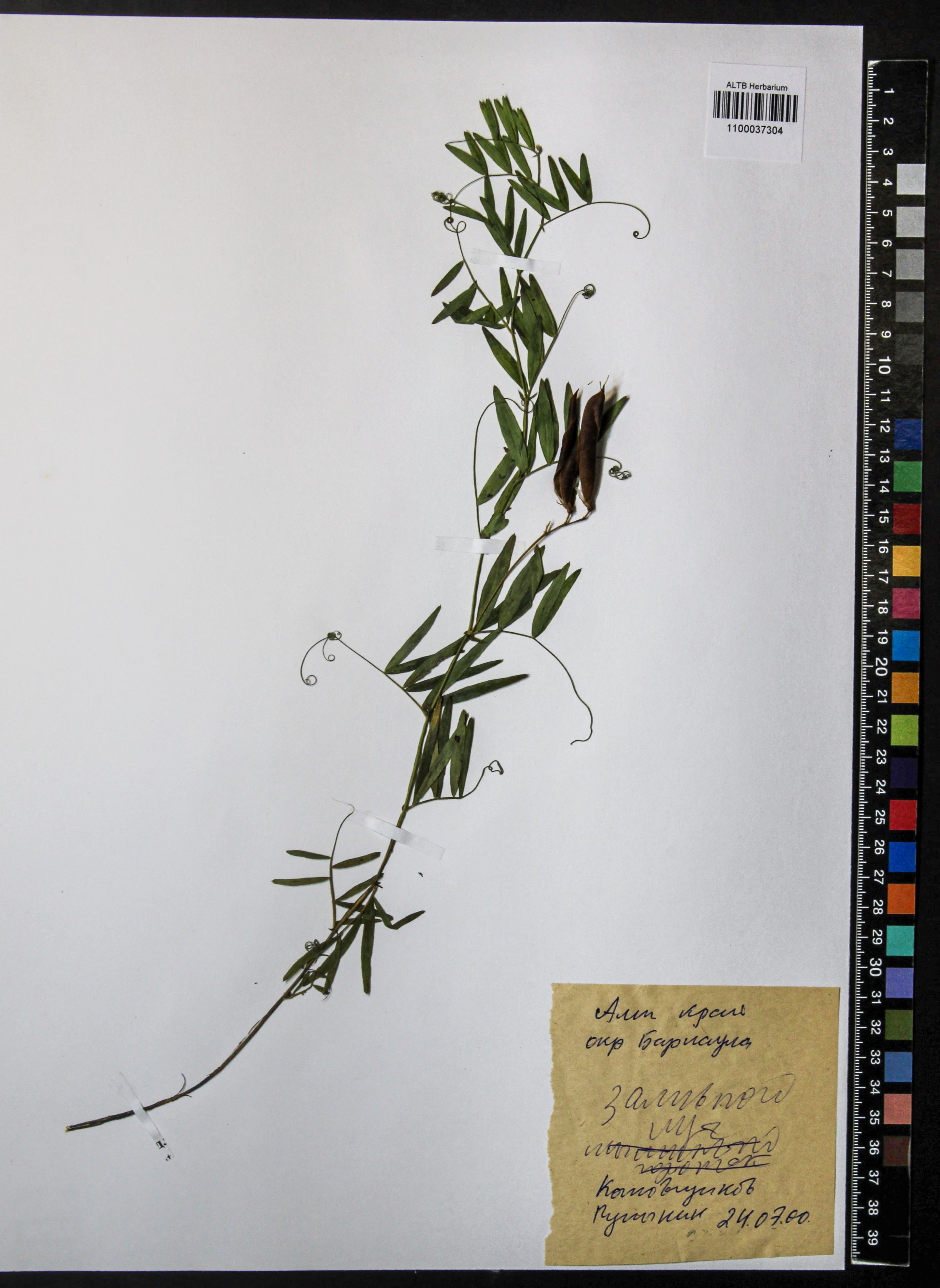 Lathyrus palustris L.