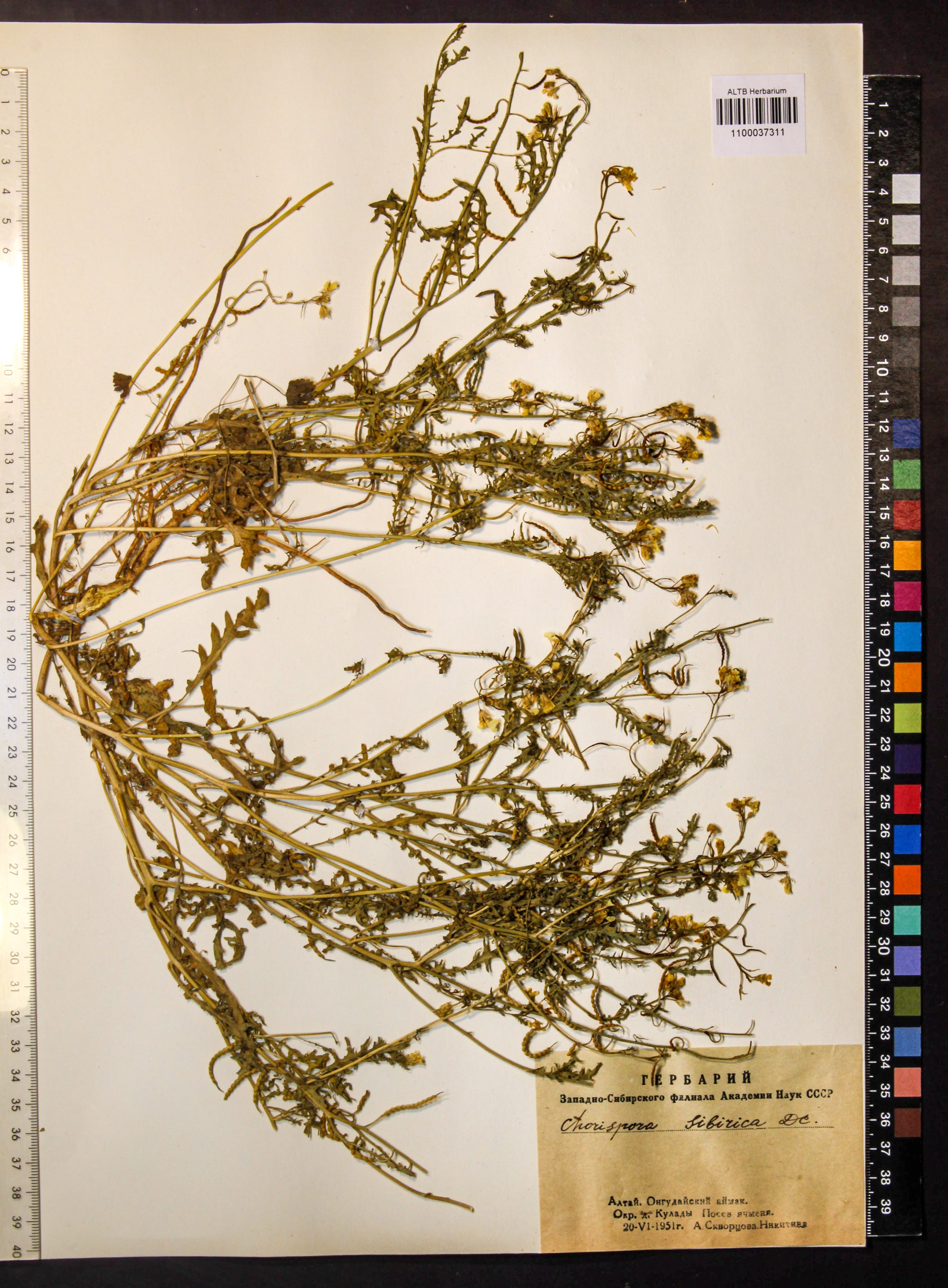 Chorispora sibirica (L.) DC.
