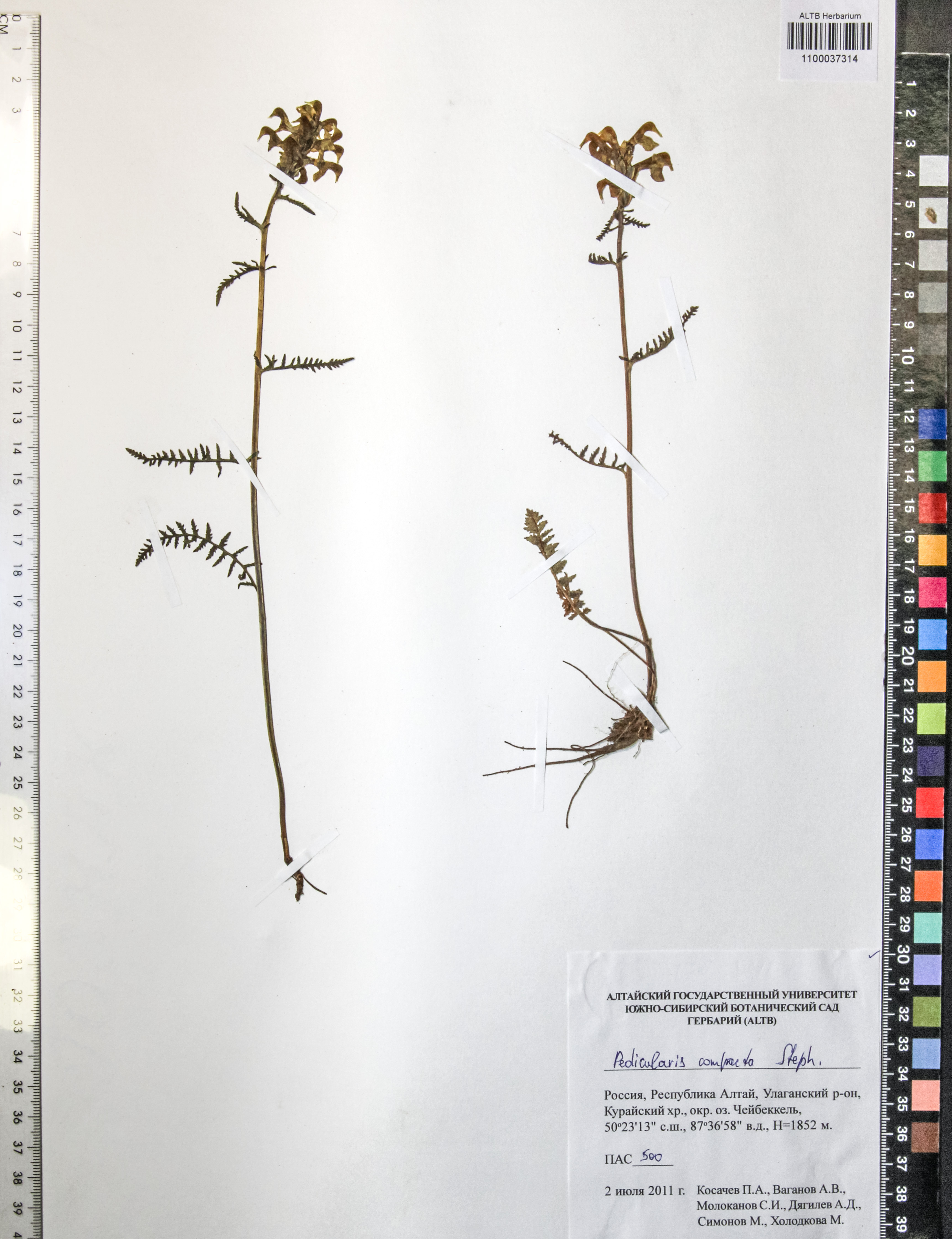 Pedicularis compacta Steph.