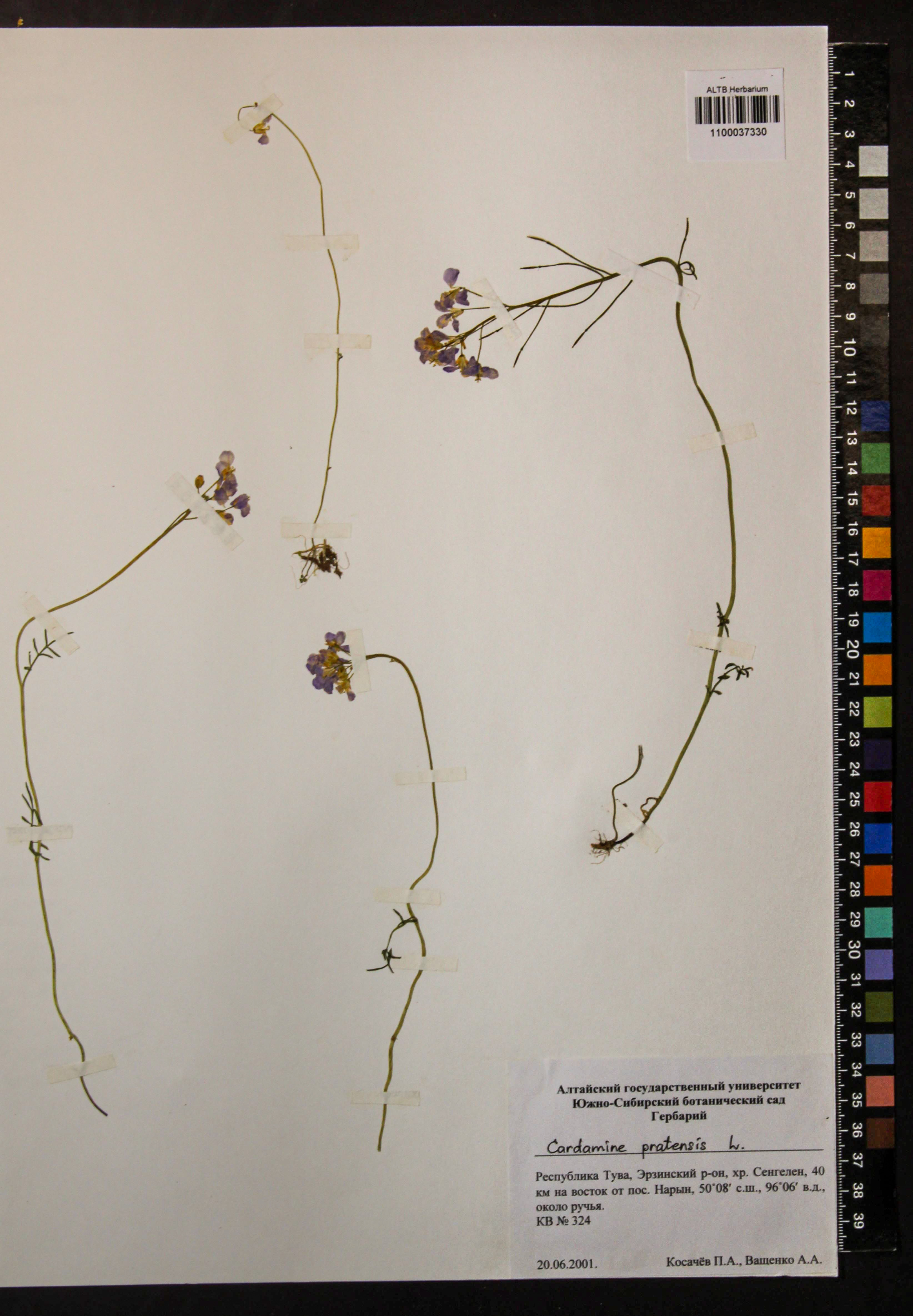 Cardamine pratensis L.
