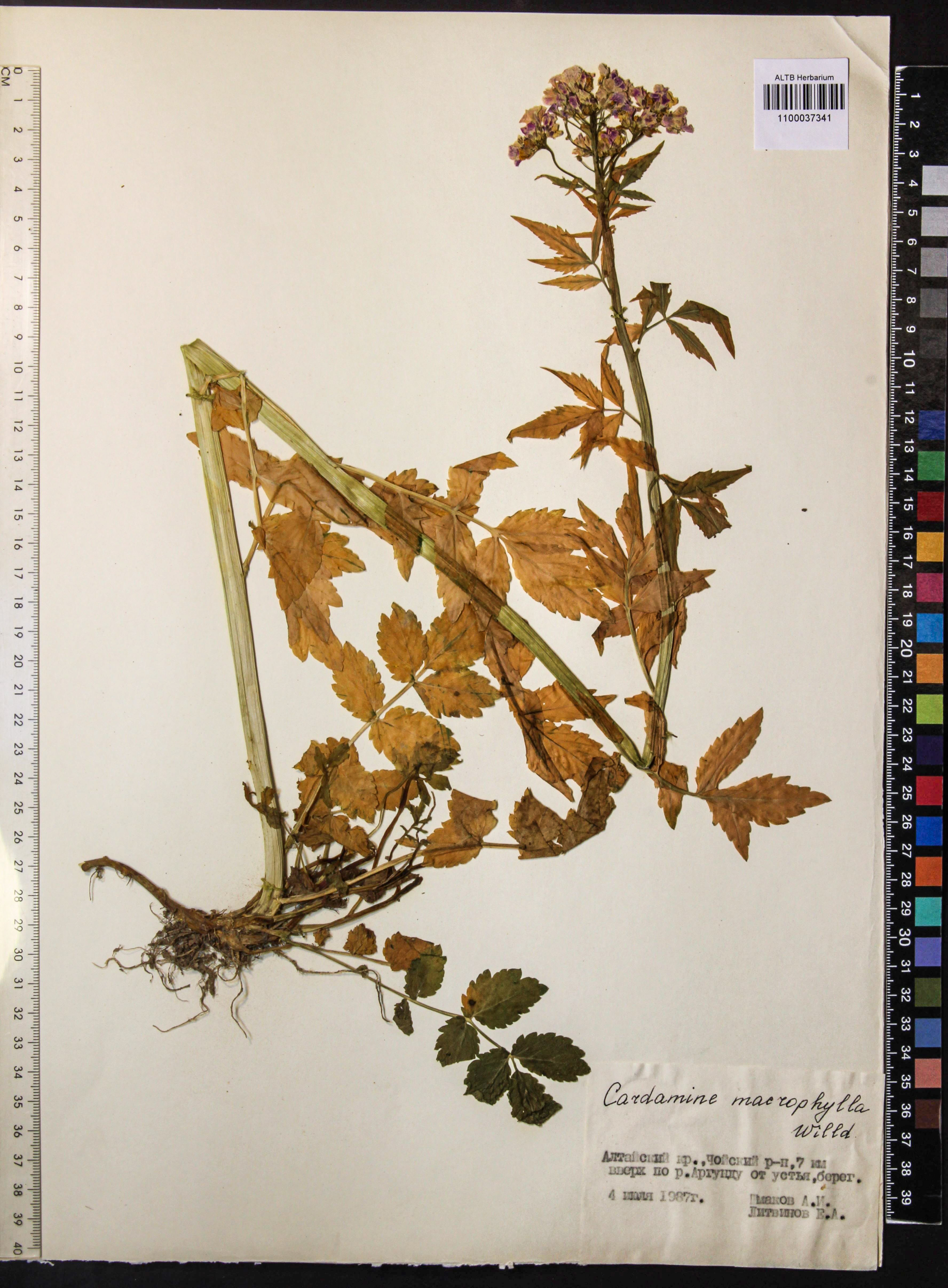 Cardamine macrophylla Willd.