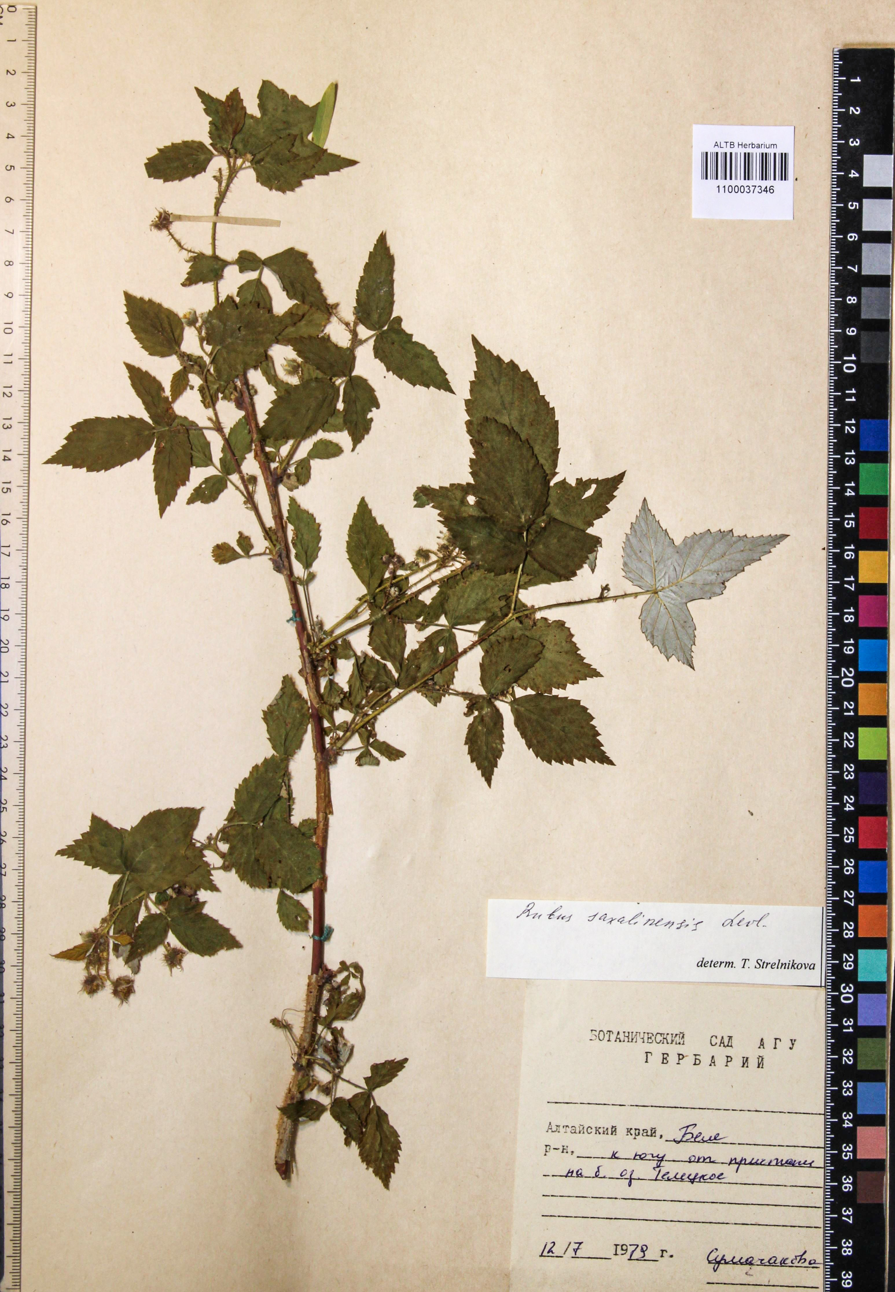 Rubus sachalinensis Levl.